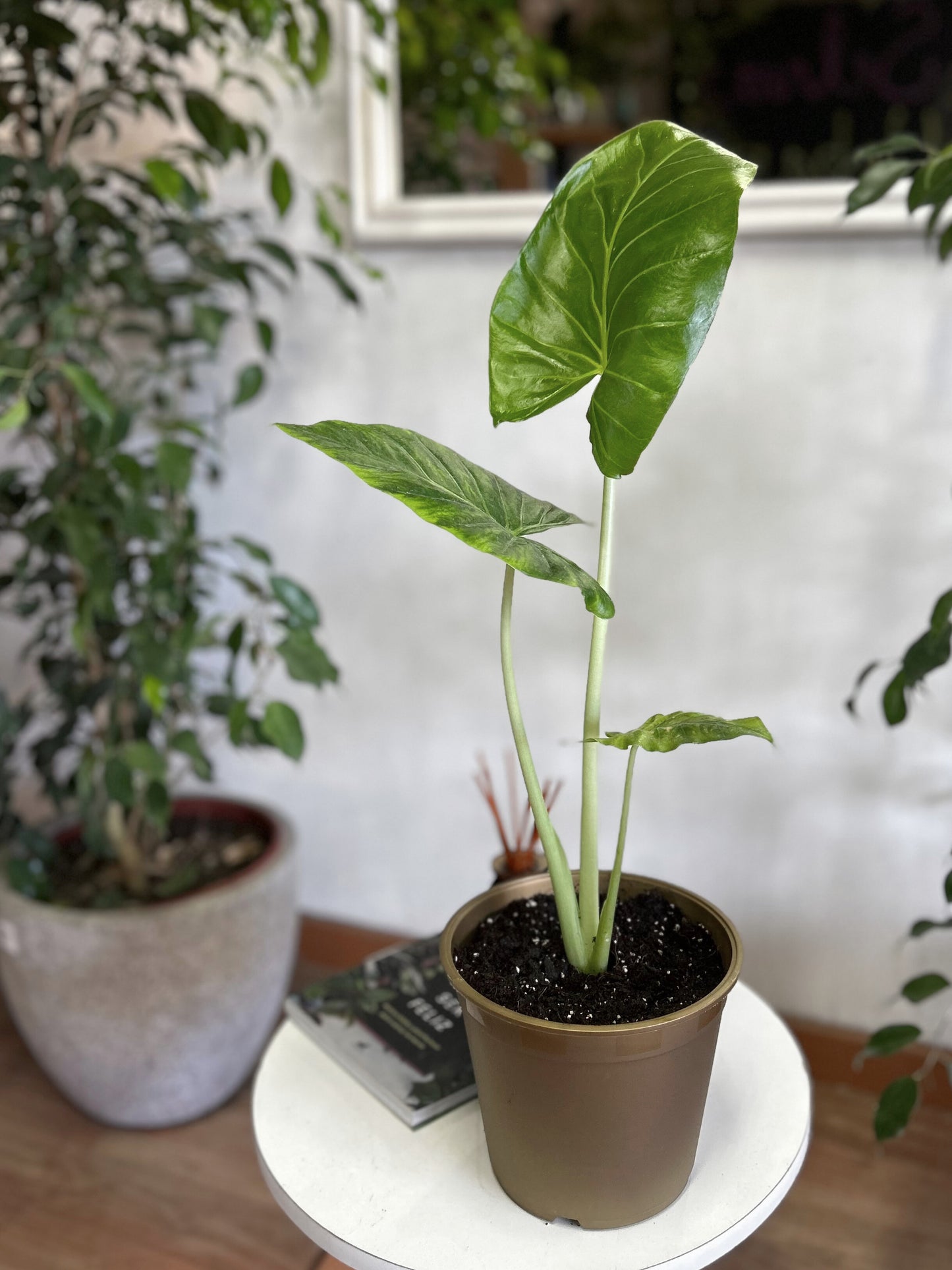 Alocasia Macrorrhiza - Manto De Eva XS