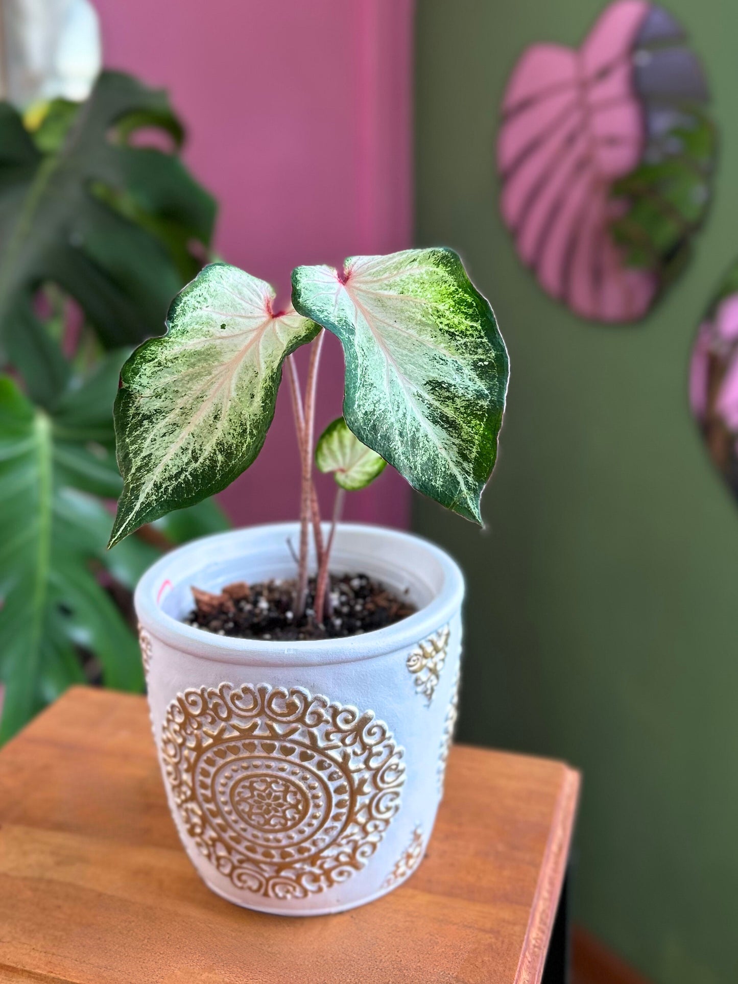 Caladium White Star