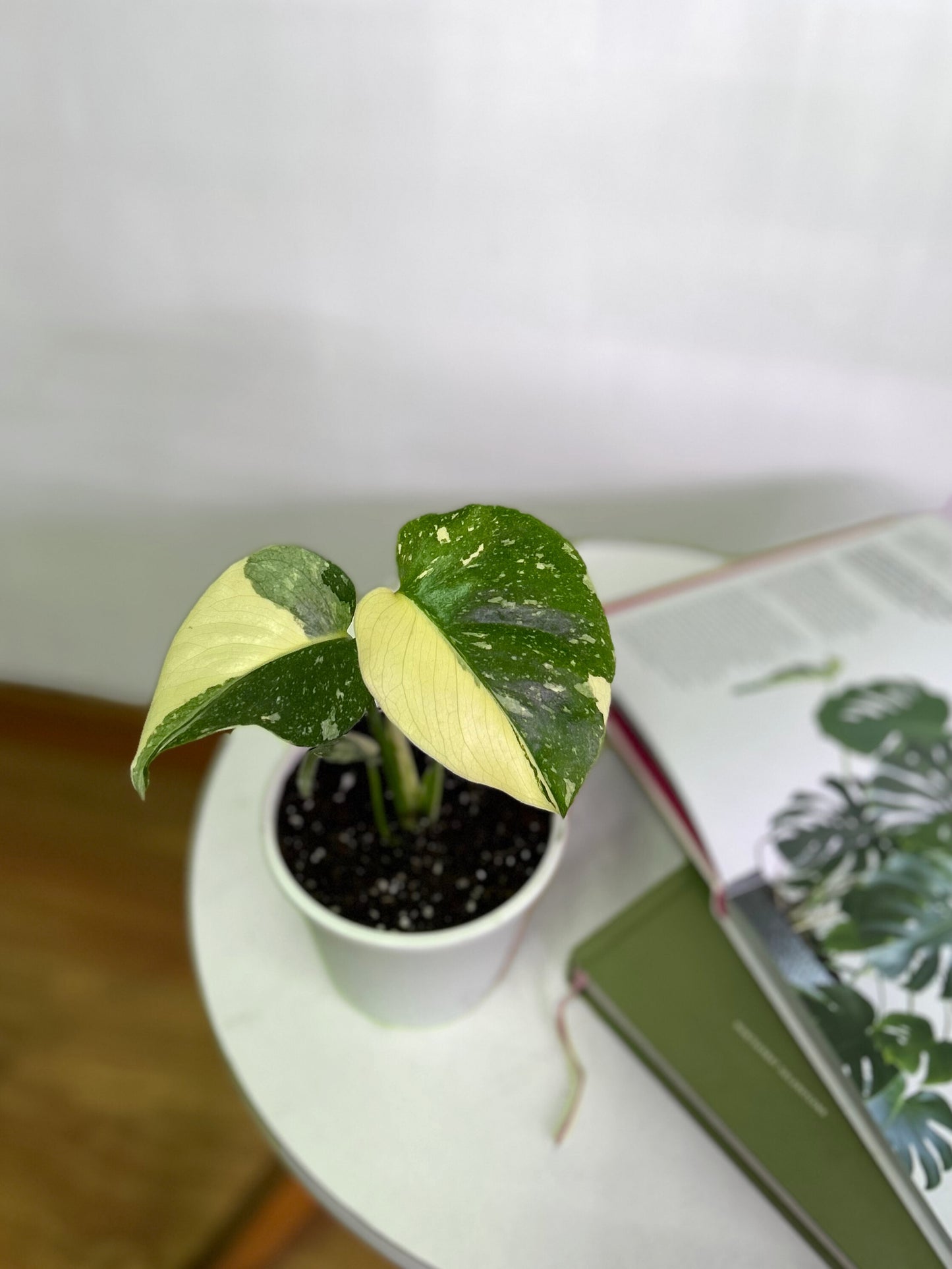 Monstera Thai Constellation XS