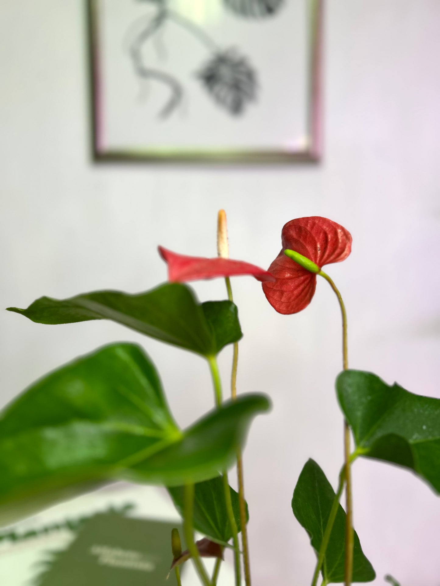 Anthurium Andreanum Rojo o Flor de Flamenco