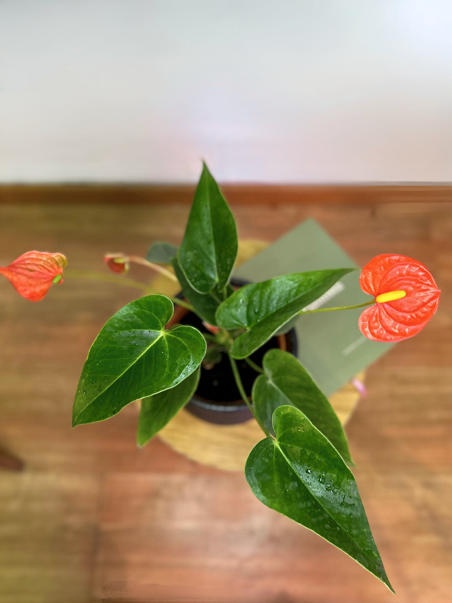 Anthurium Andreanum Coral