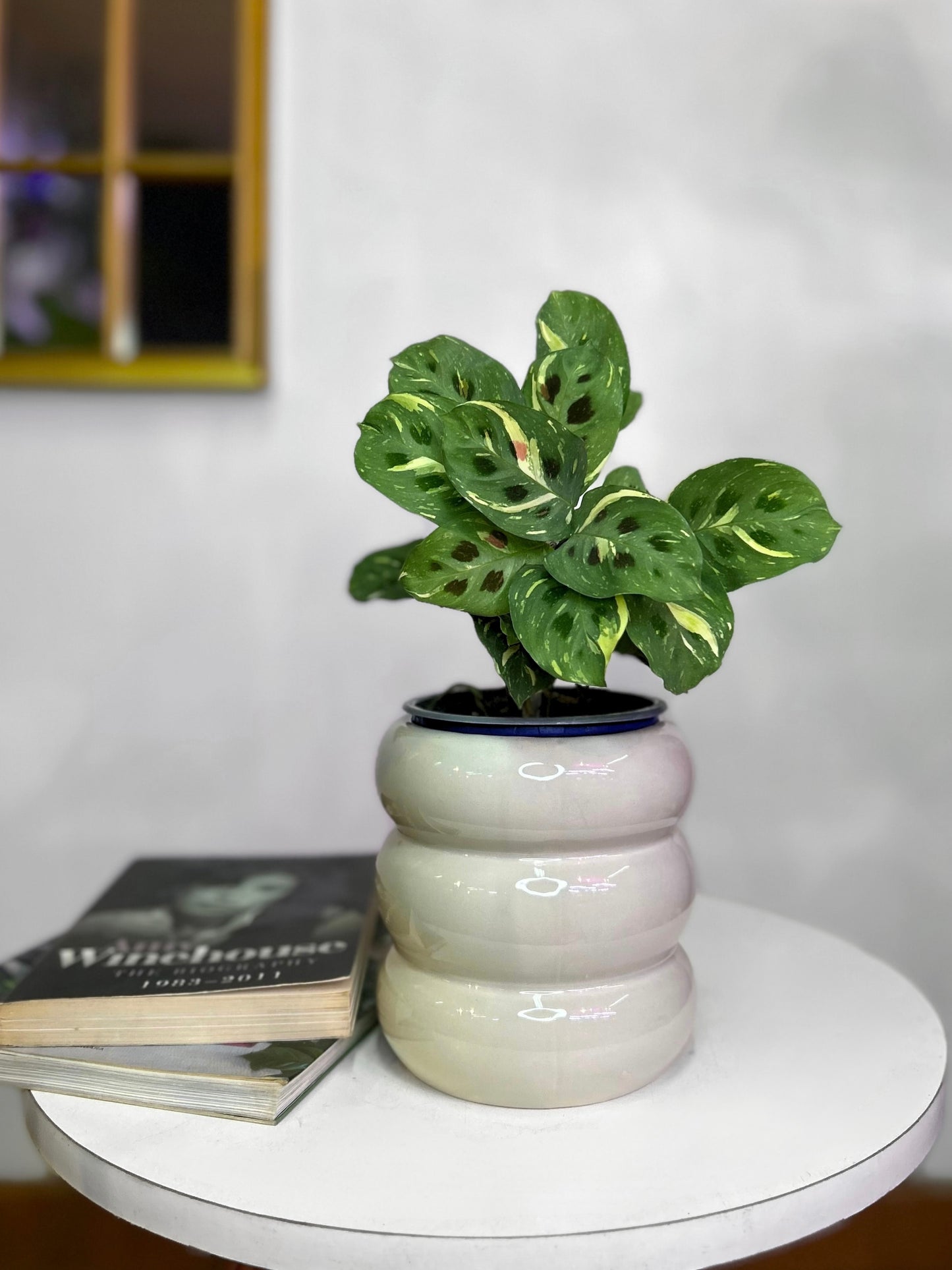 Maranta Kerchoveana Variegada
