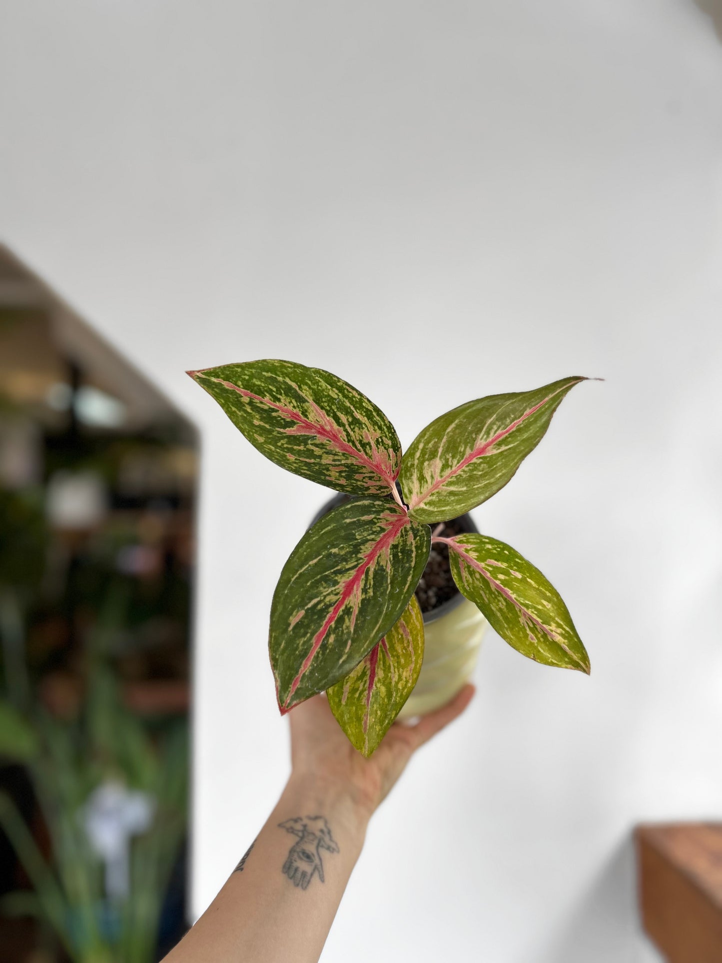 Aglaonema Pink Passion