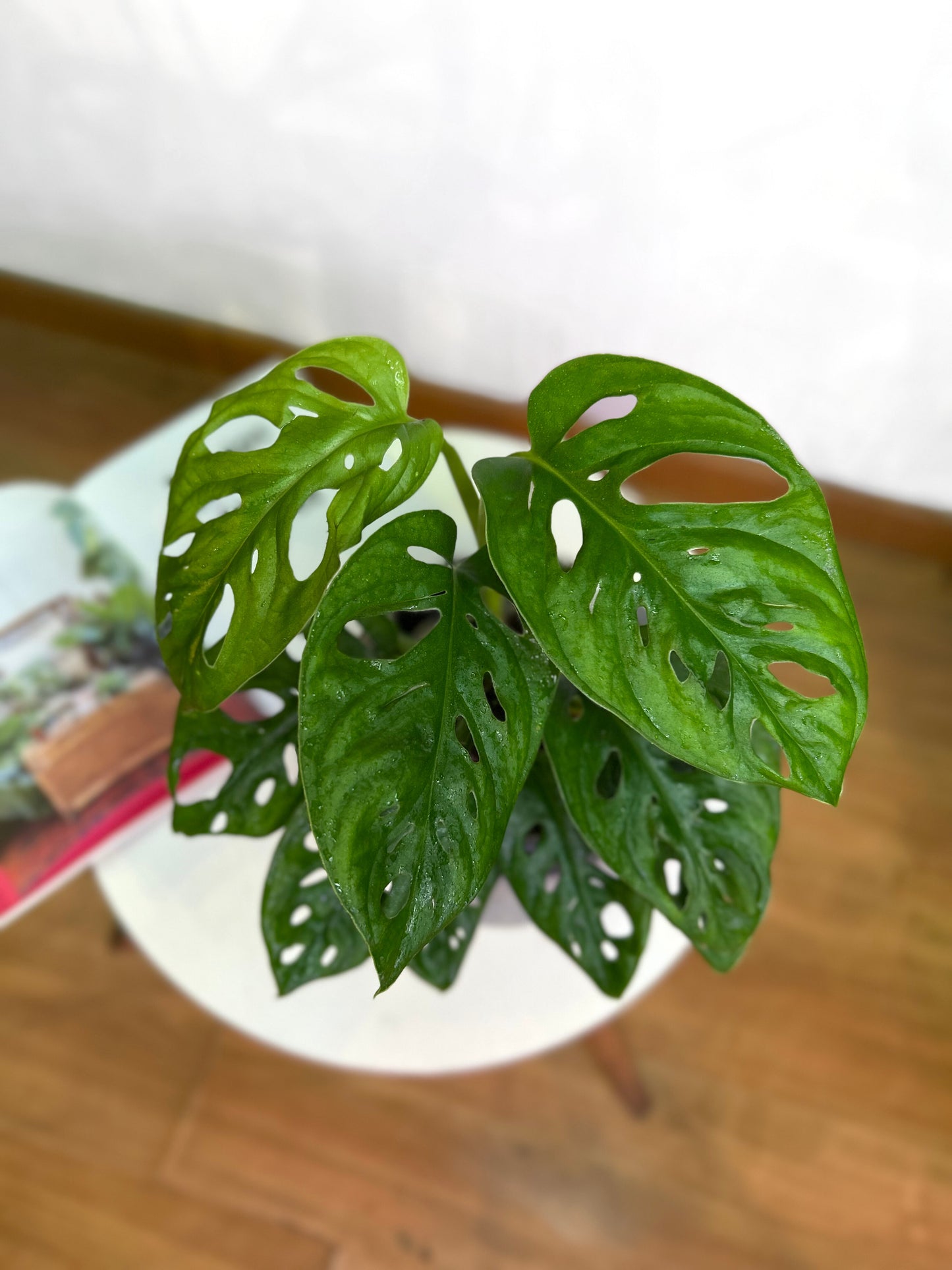 Monstera Adansonii hoja enana