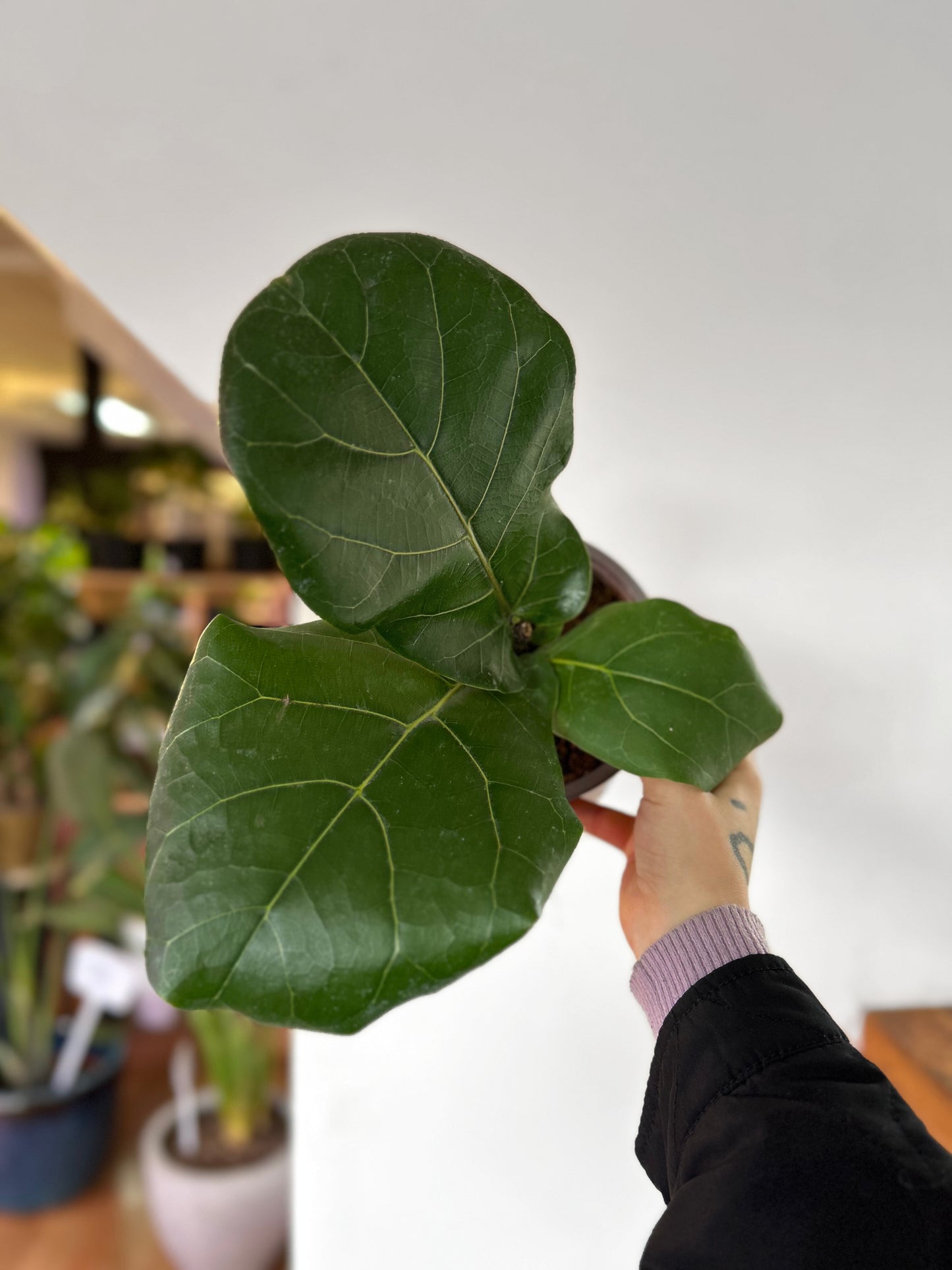 Ficus Lyrata S