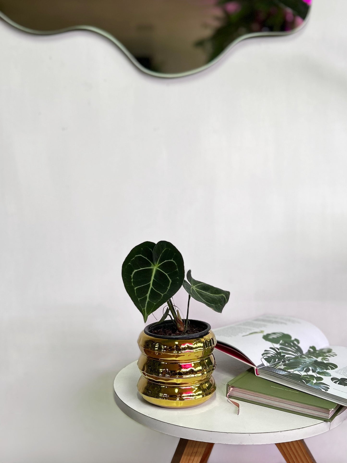 Anthurium Clarinervium