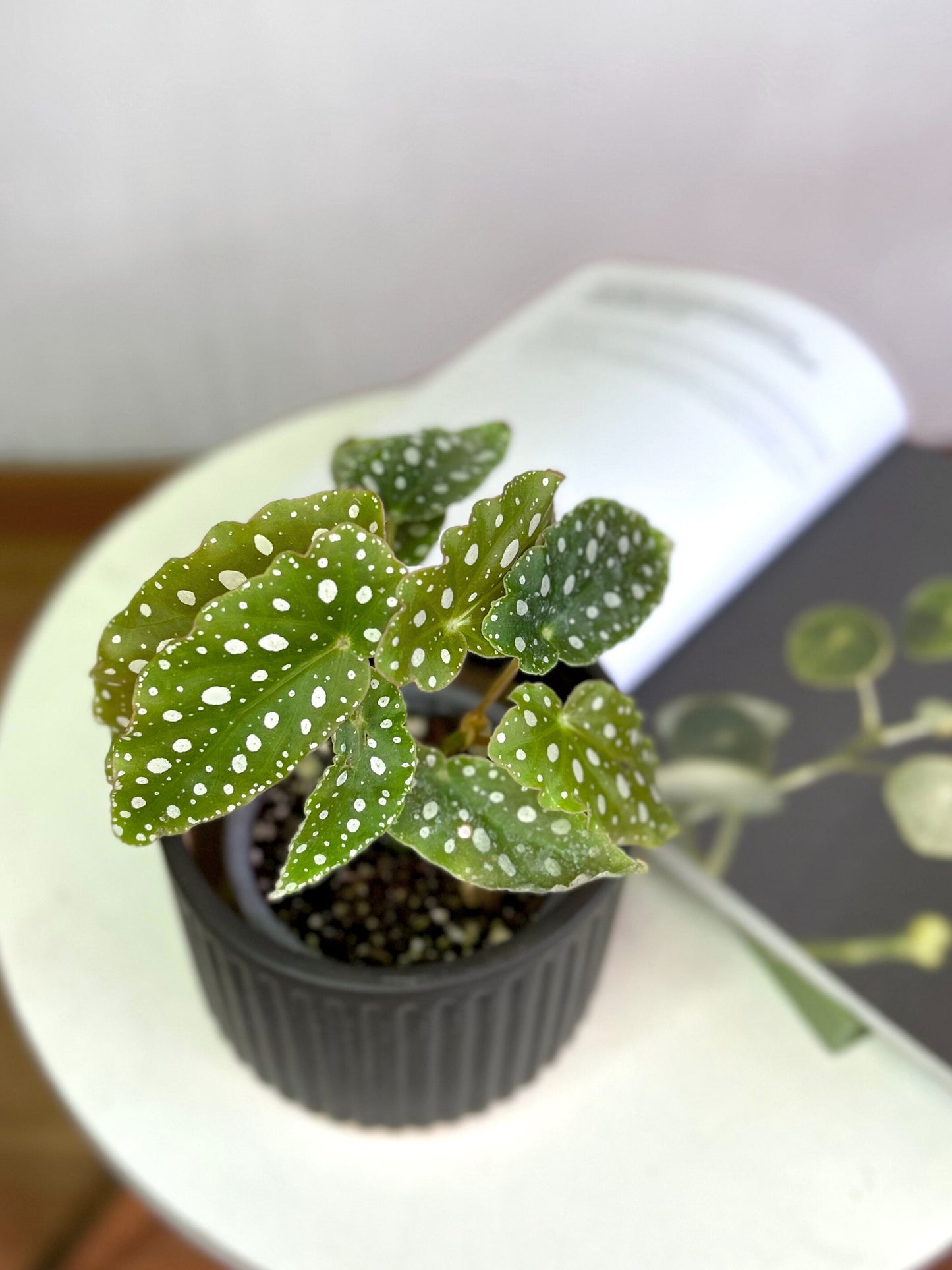 Begonia Maculata S