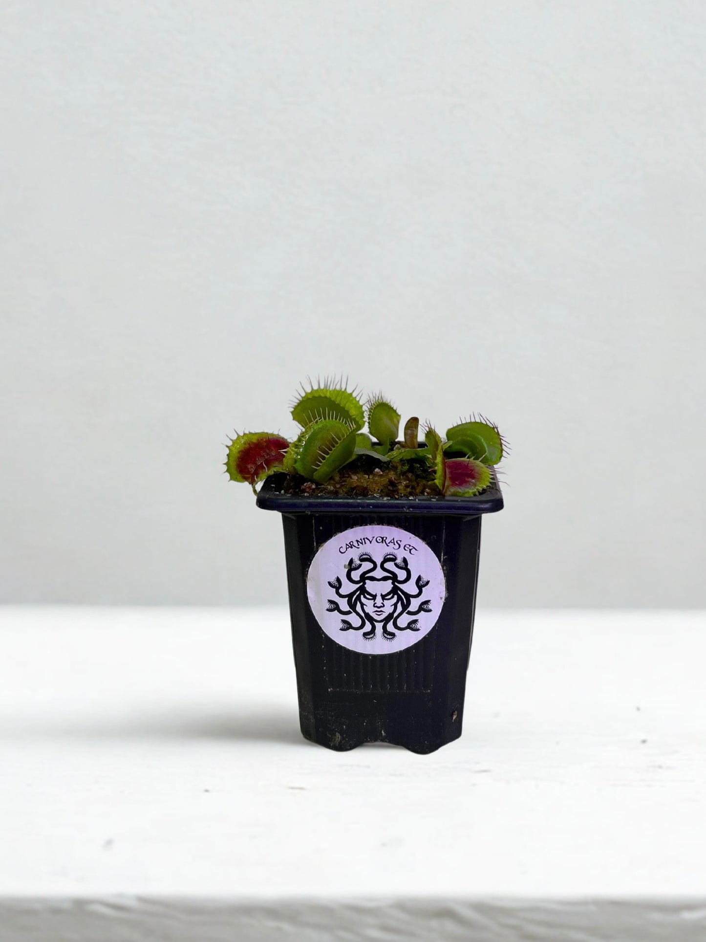 Venus Atrapamoscas Dionaea Muscipula
