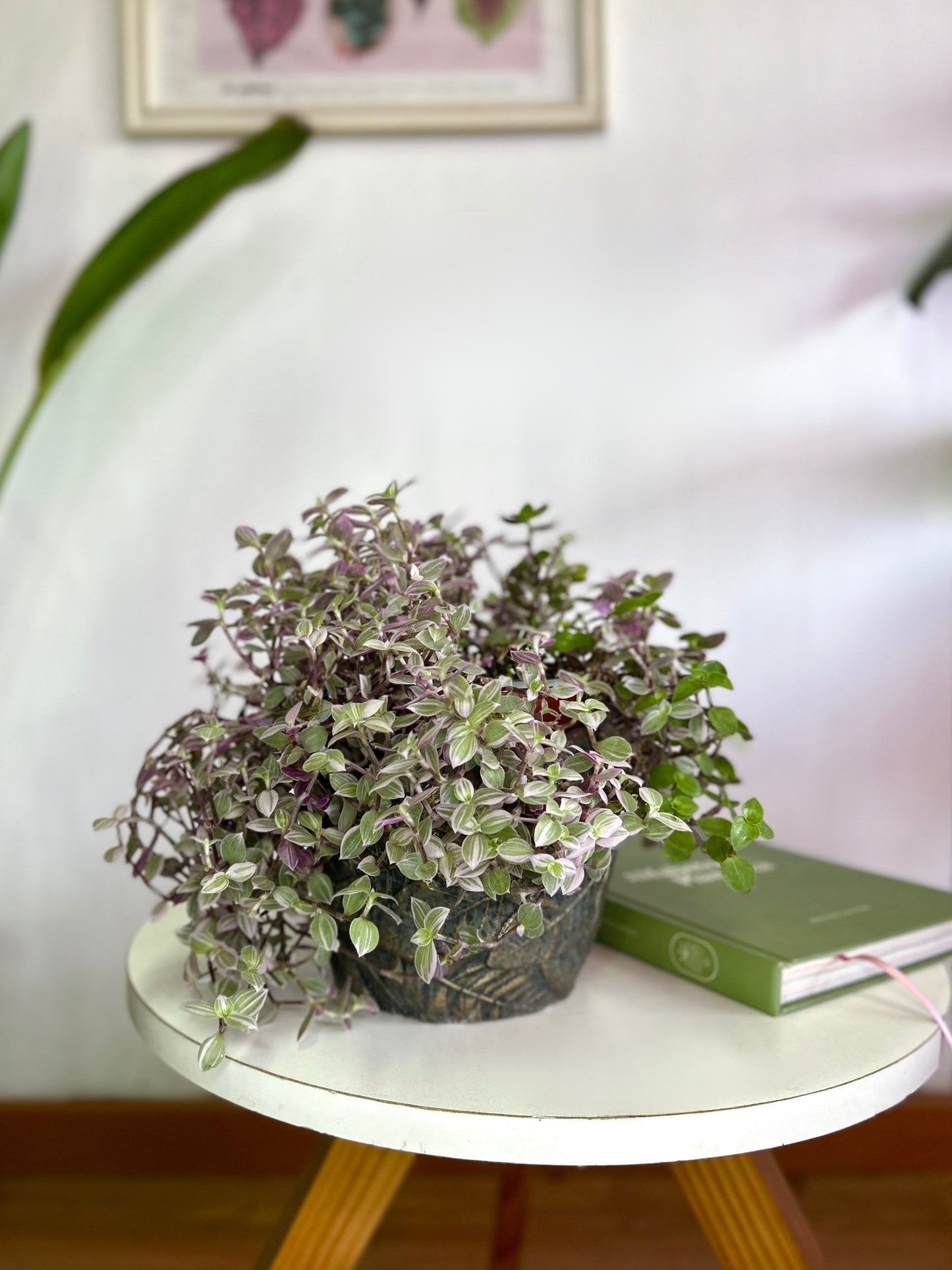 Callisia Repens Pink Lady