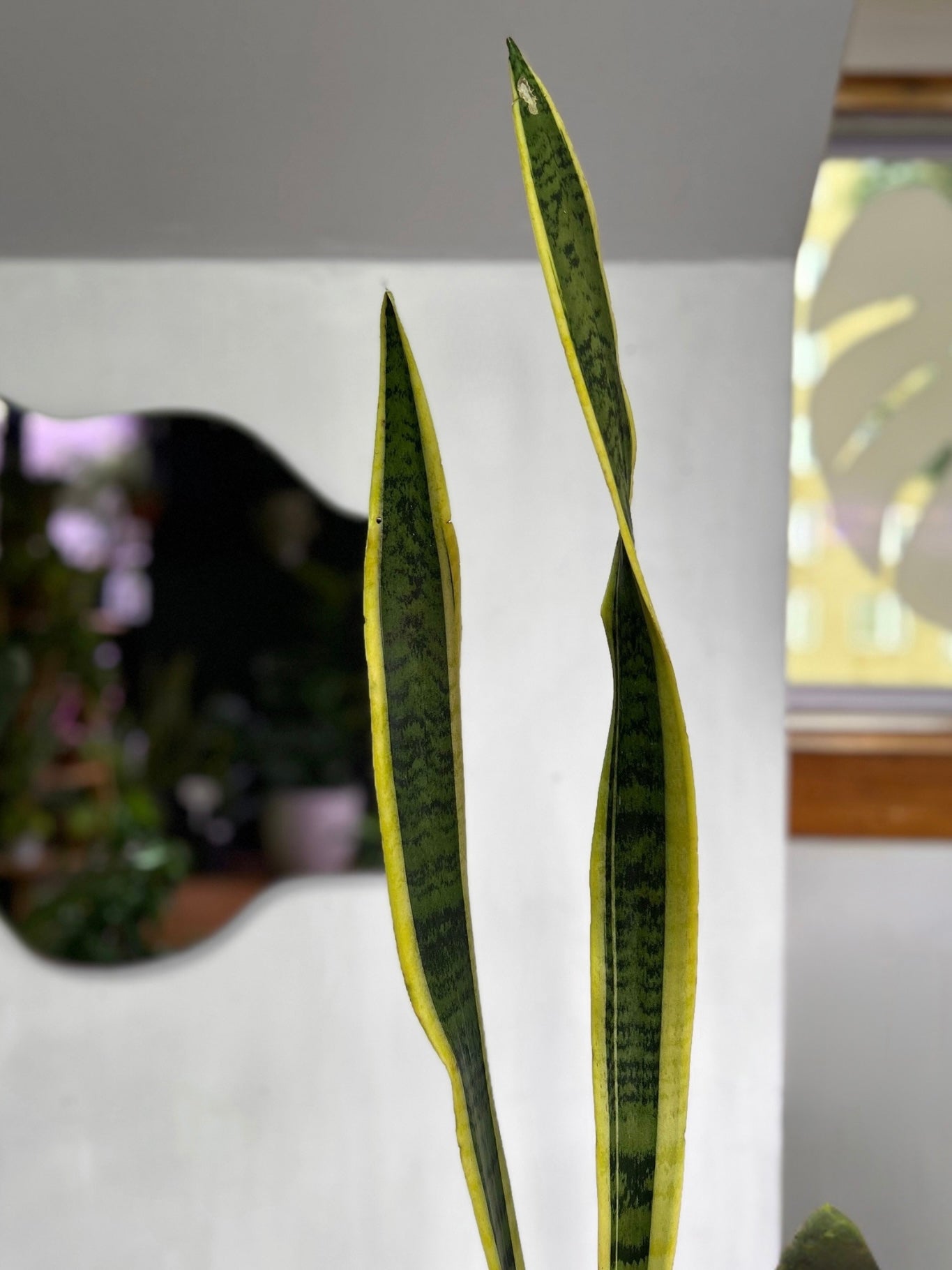 Sansevieria Trifasciata Laurentii L