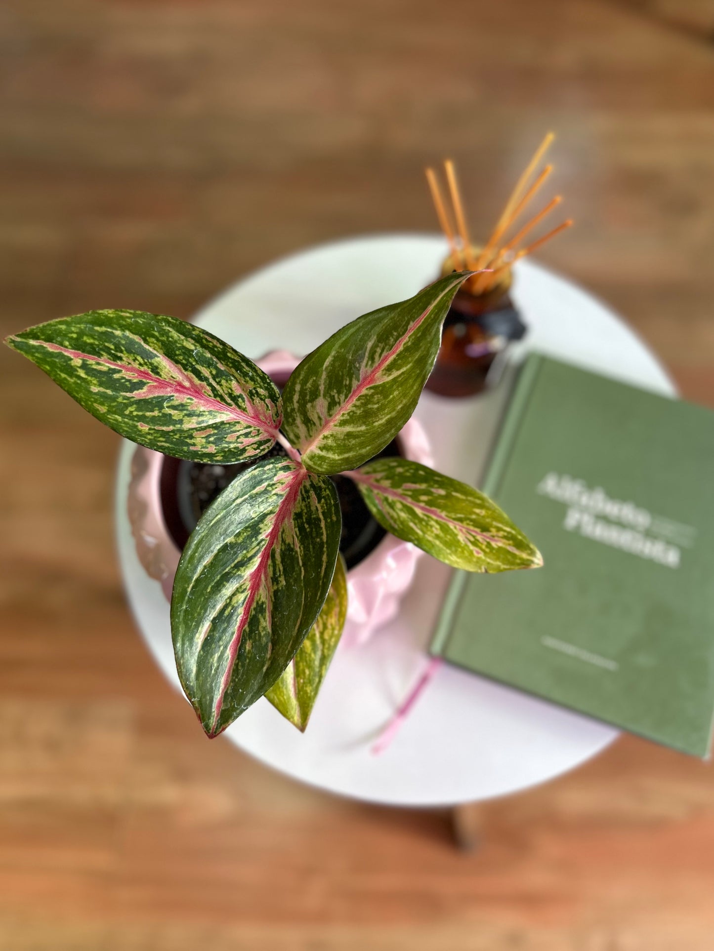 Aglaonema Pink Passion