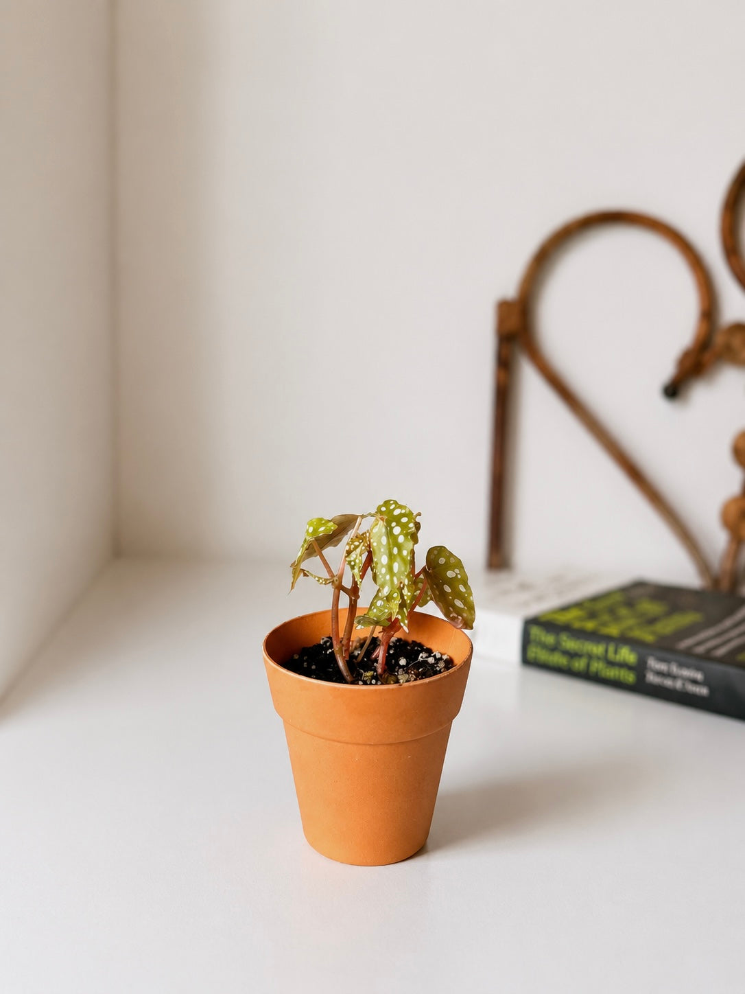 Plantín Begonia Maculata