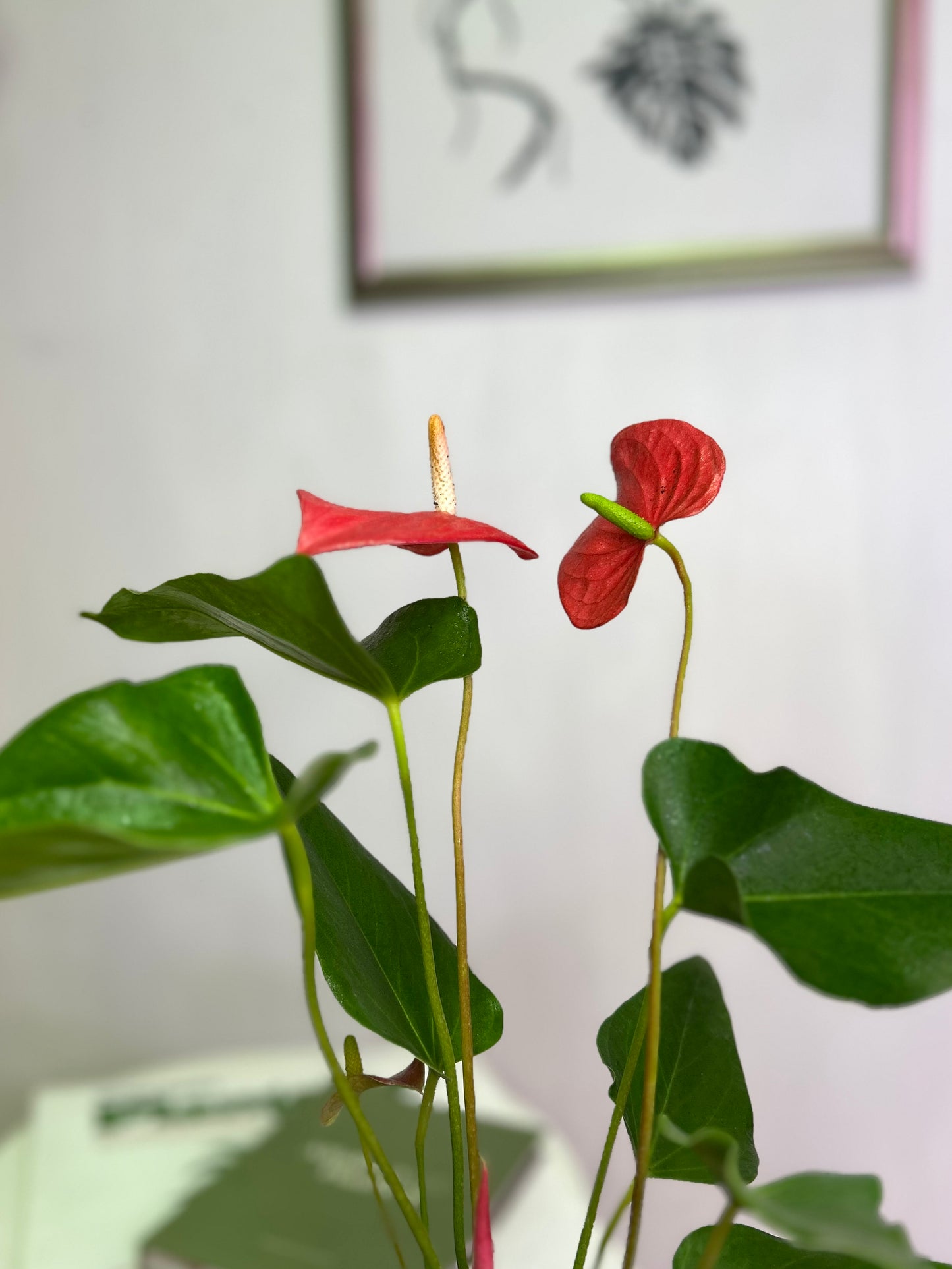 Anthurium Andreanum Rojo o Flor de Flamenco