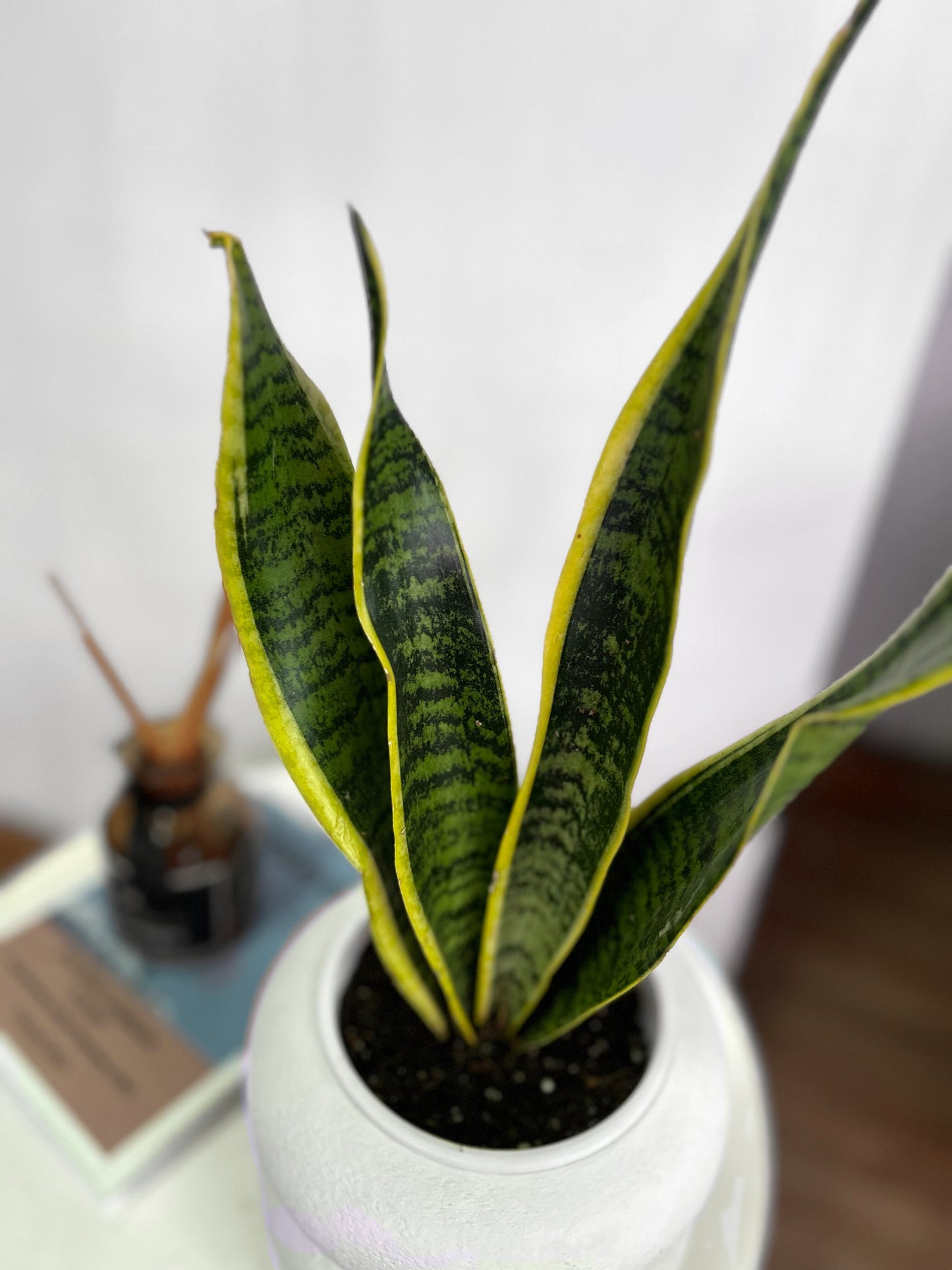 Sansevieria Trifasciata Laurentii