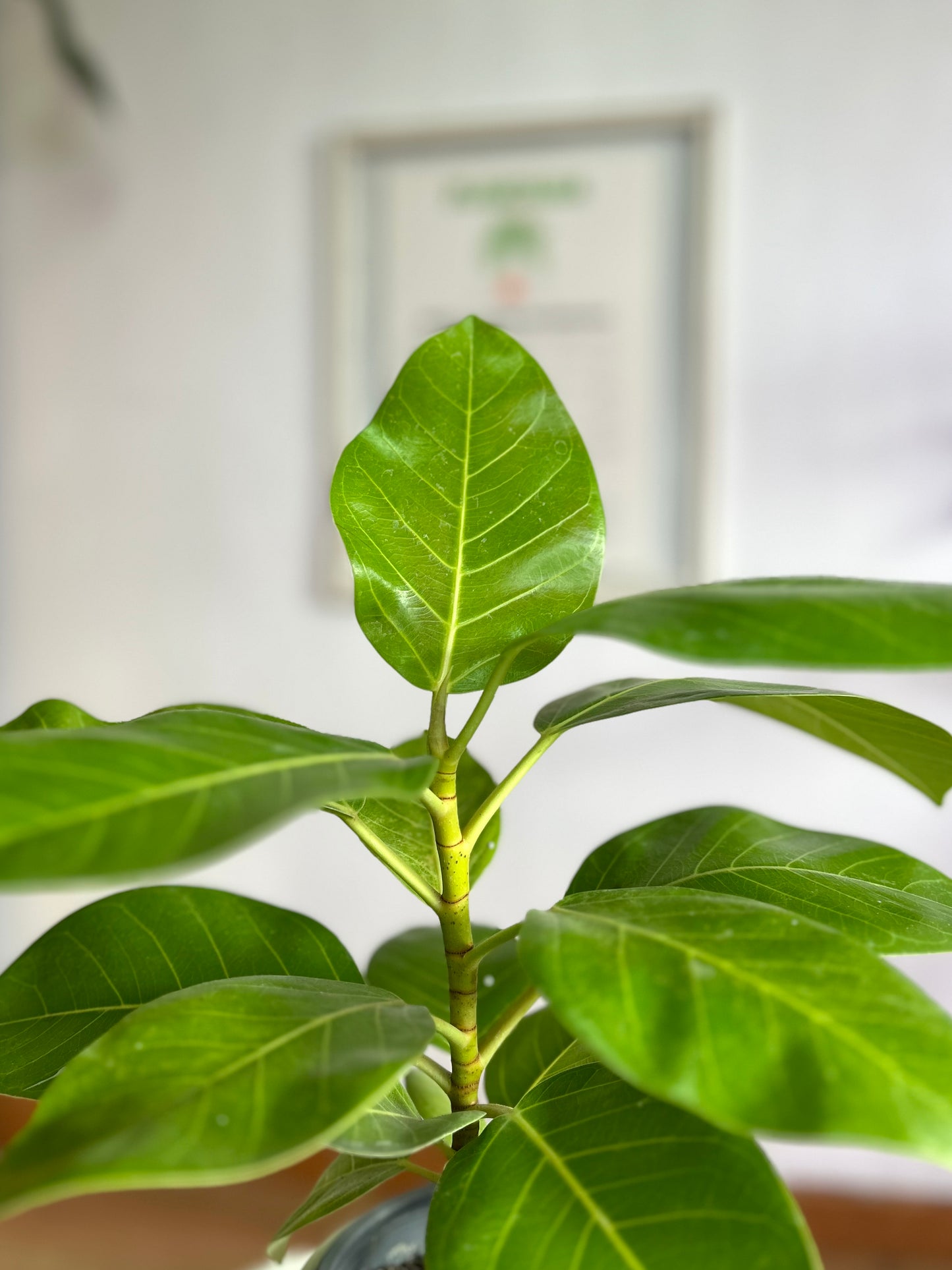 Gomero Altíssima Benghalensis Gold