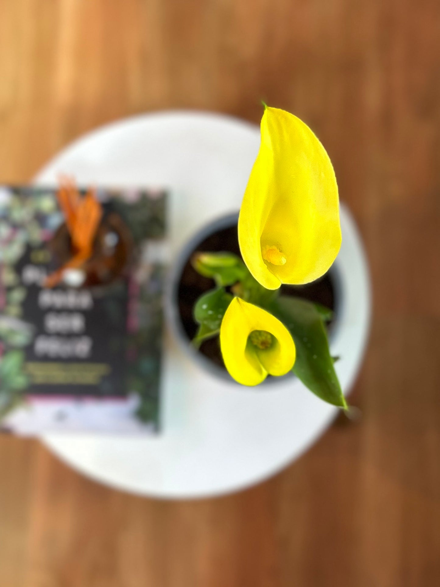 Cala en macetero para interior, planta natural decorativa ideal para regalo o decoración del hogar