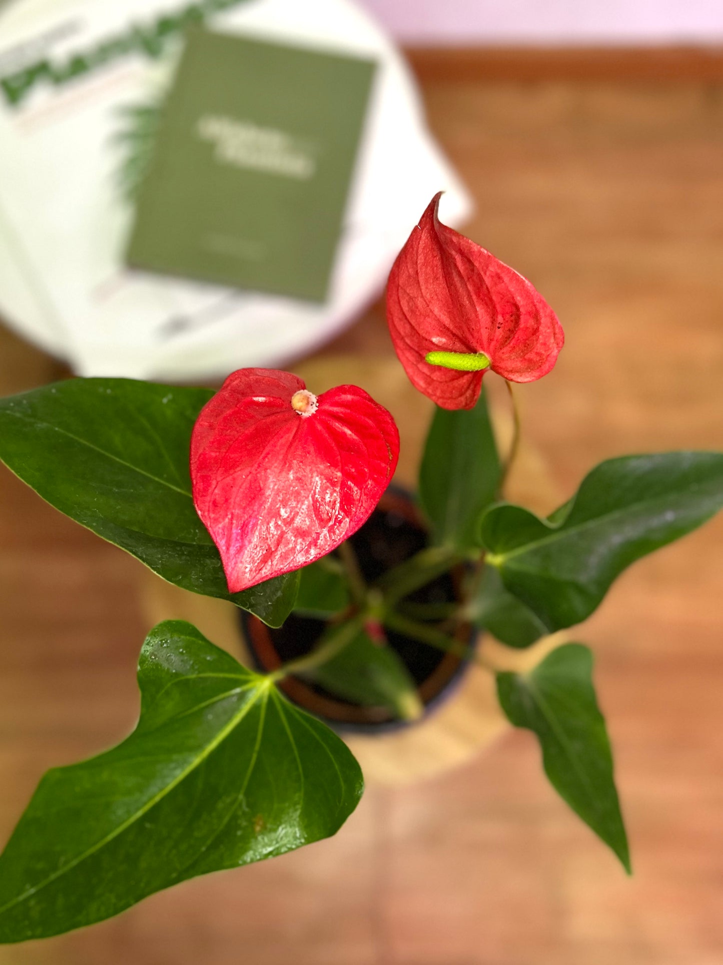 Anthurium Andreanum Rojo o Flor de Flamenco
