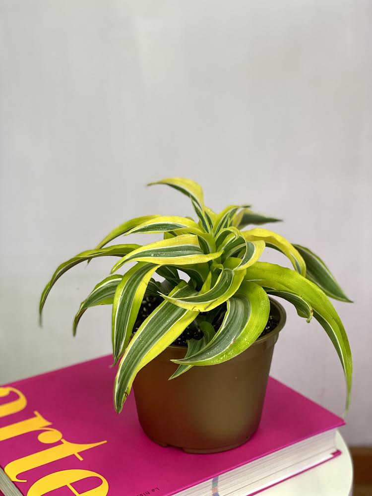 Dracaena Lemon Helicoidal