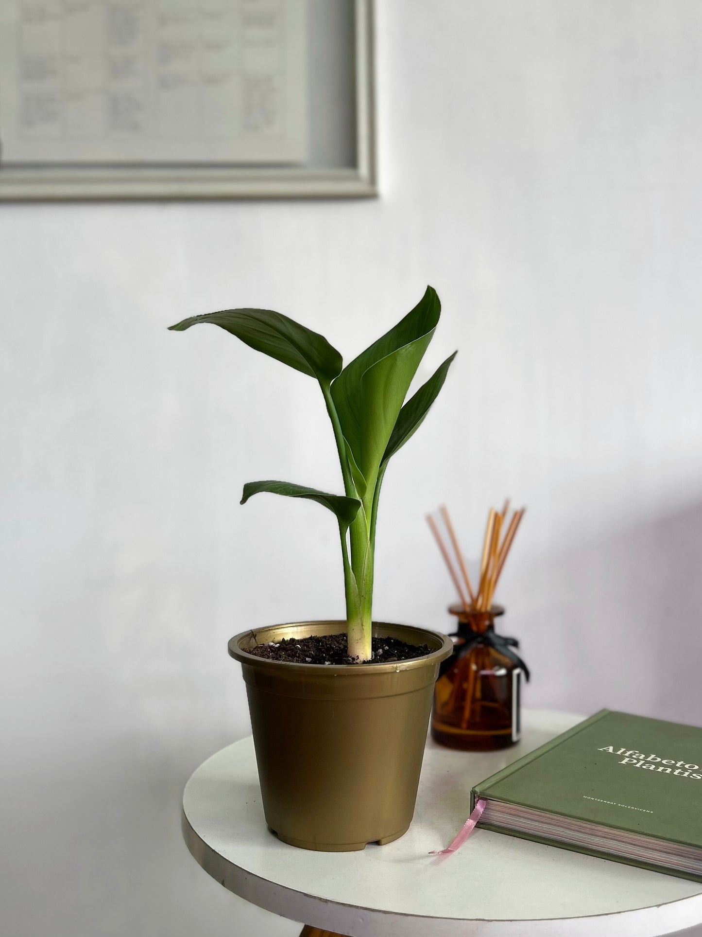 Strelitzia Nicolai - Ave del Paraíso S