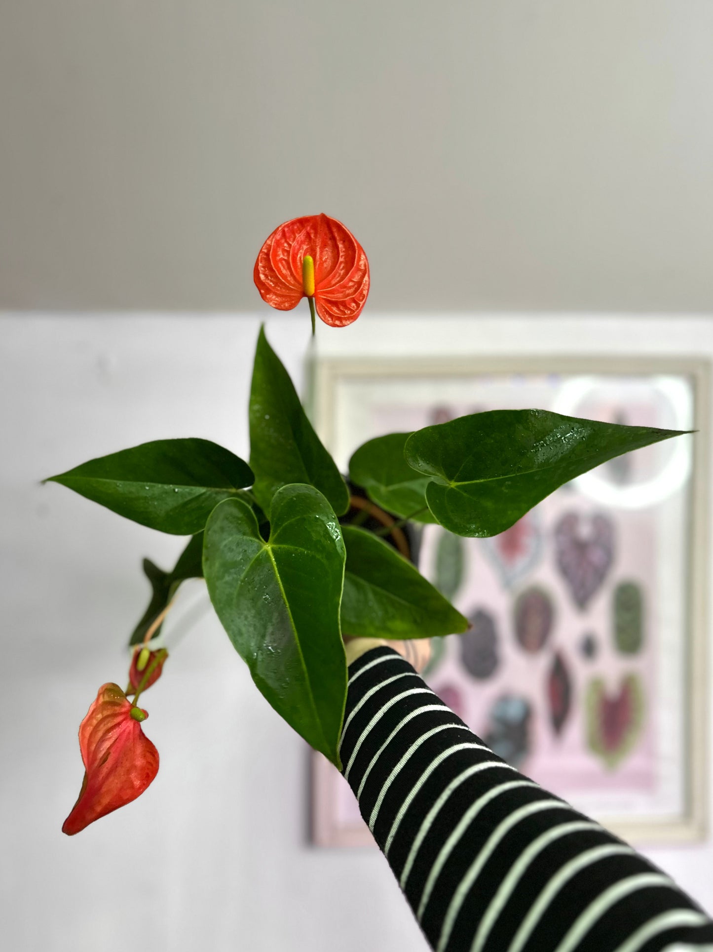 Anthurium Andreanum Coral