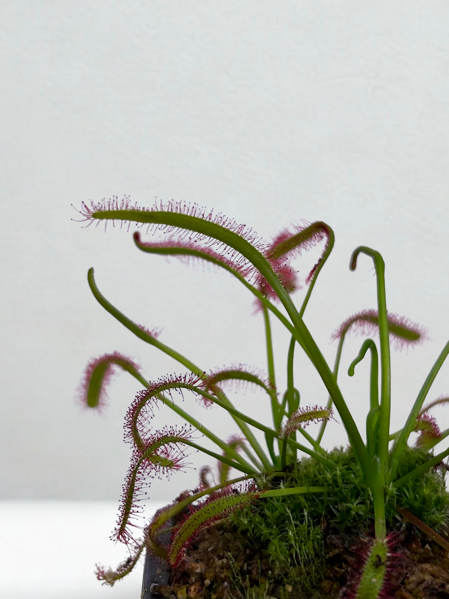 Drosera