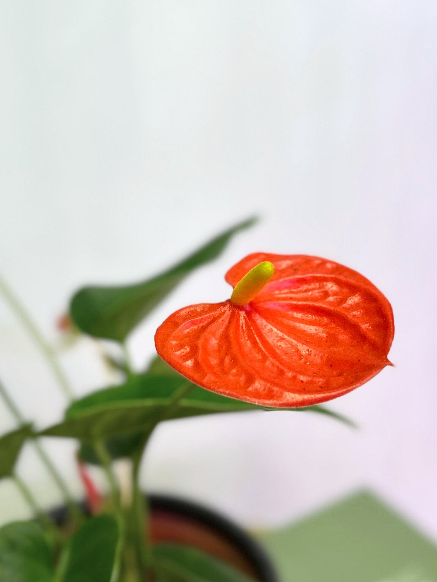 Anthurium Andreanum Coral