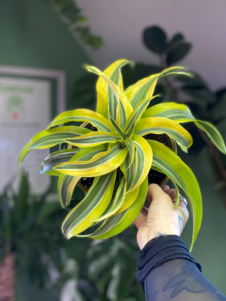 Dracaena Lemon Helicoidal