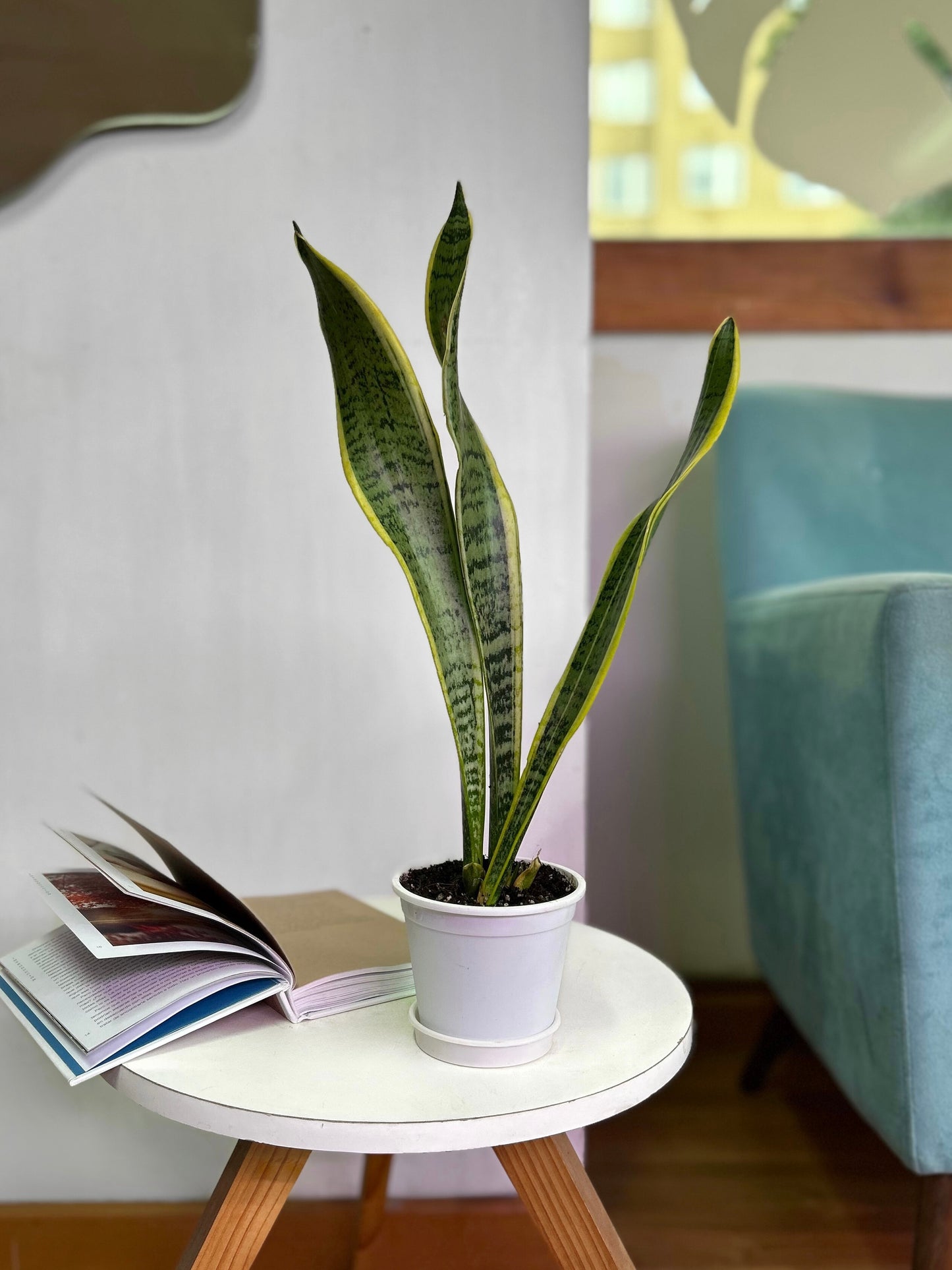 Sansevieria Trifasciata Laurentii