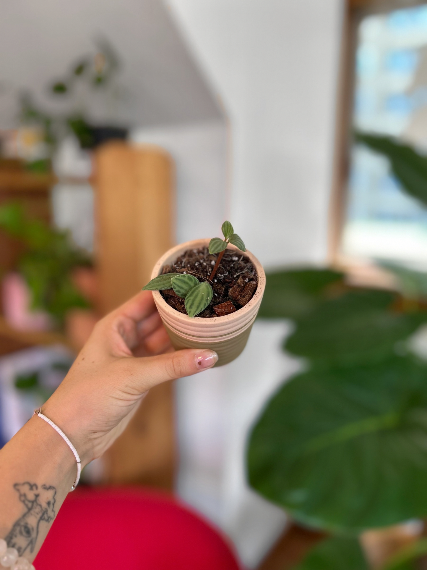 Plantín Peperomia Fosteri