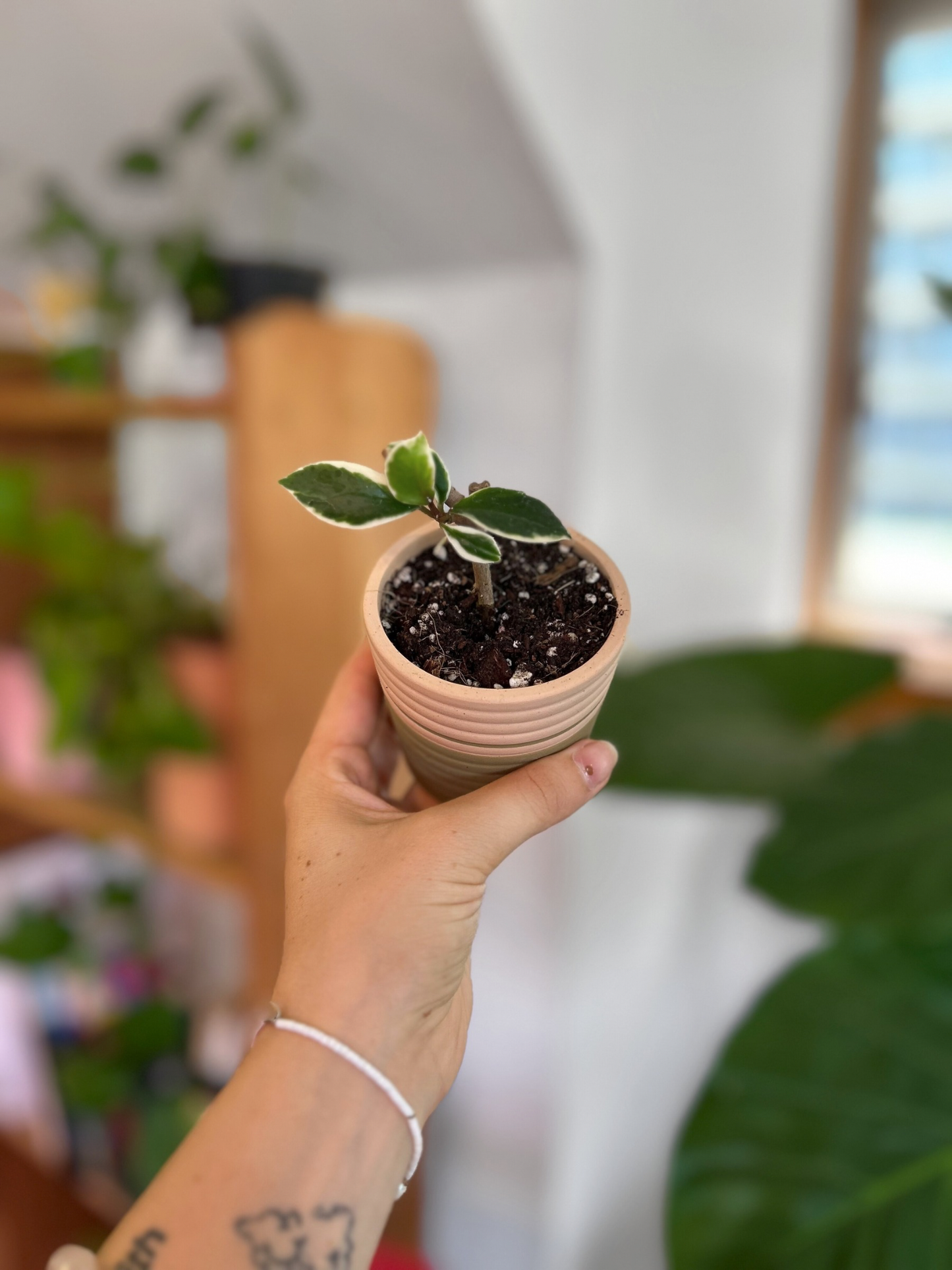 Plantín Hoya Krimson Queen