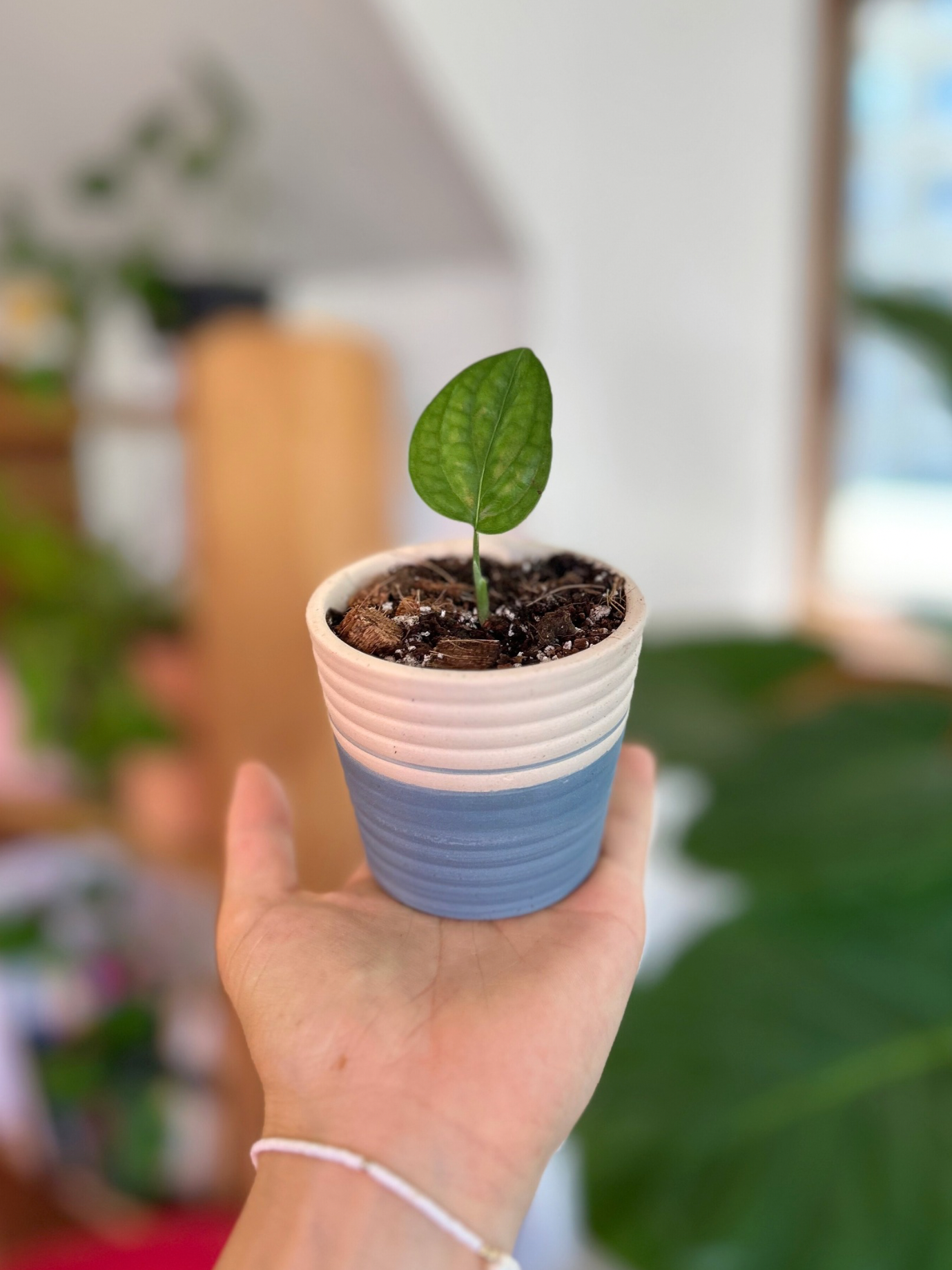 Plantín Monstera Perú o Karstenianum