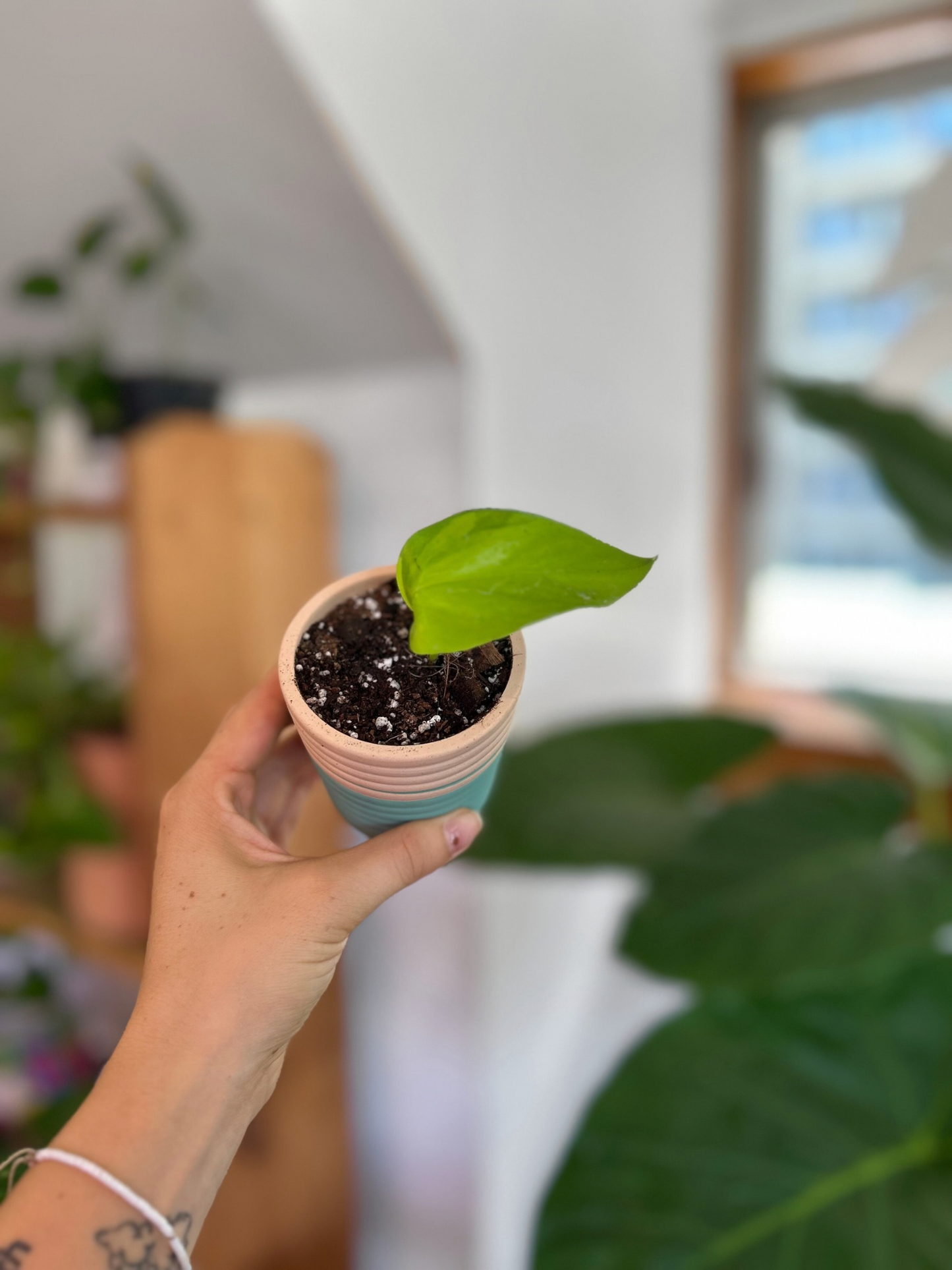 Plantín Scindapsus Neon- Potus