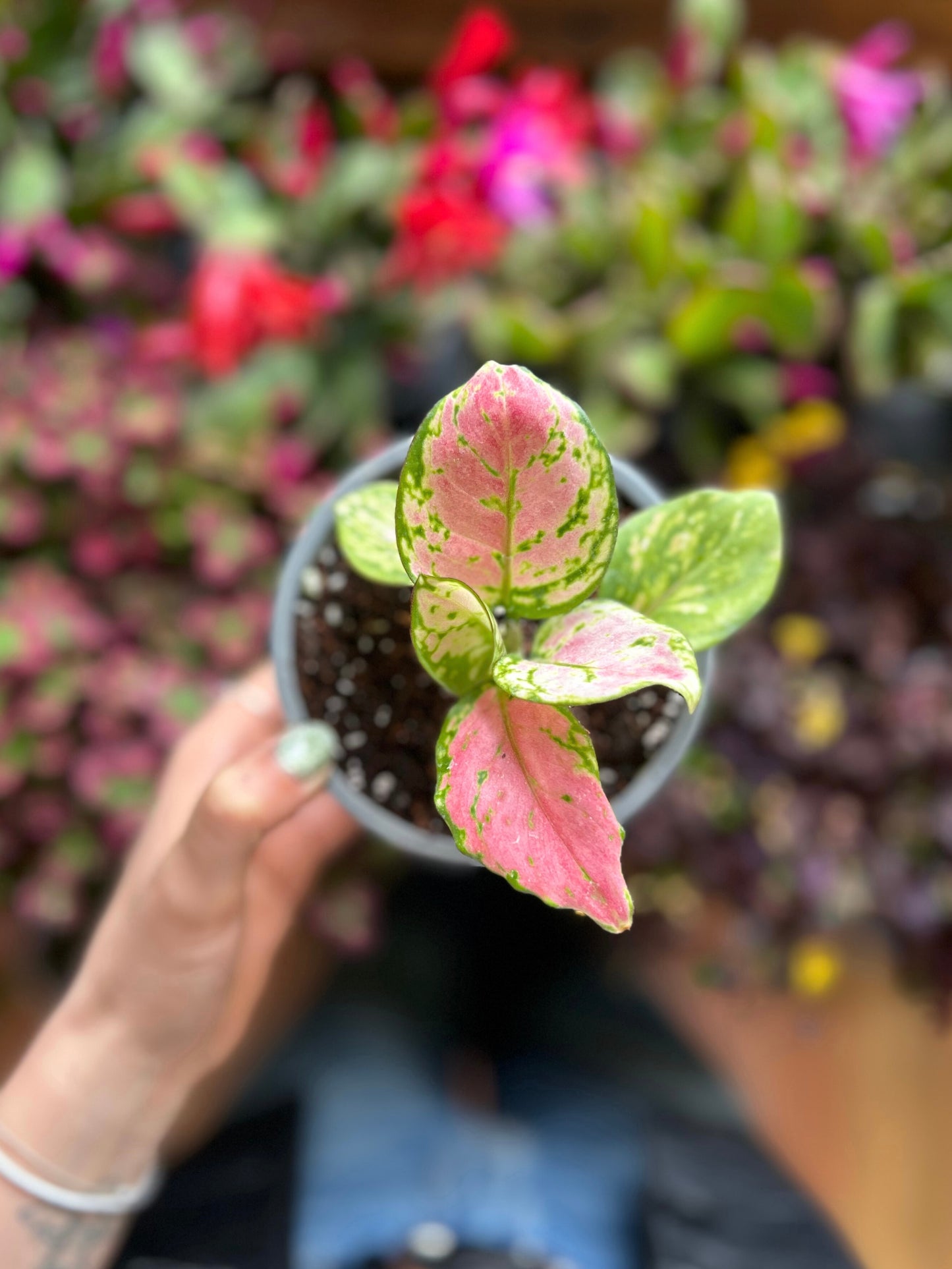 Aglaonema Commutatum Auspicious Red