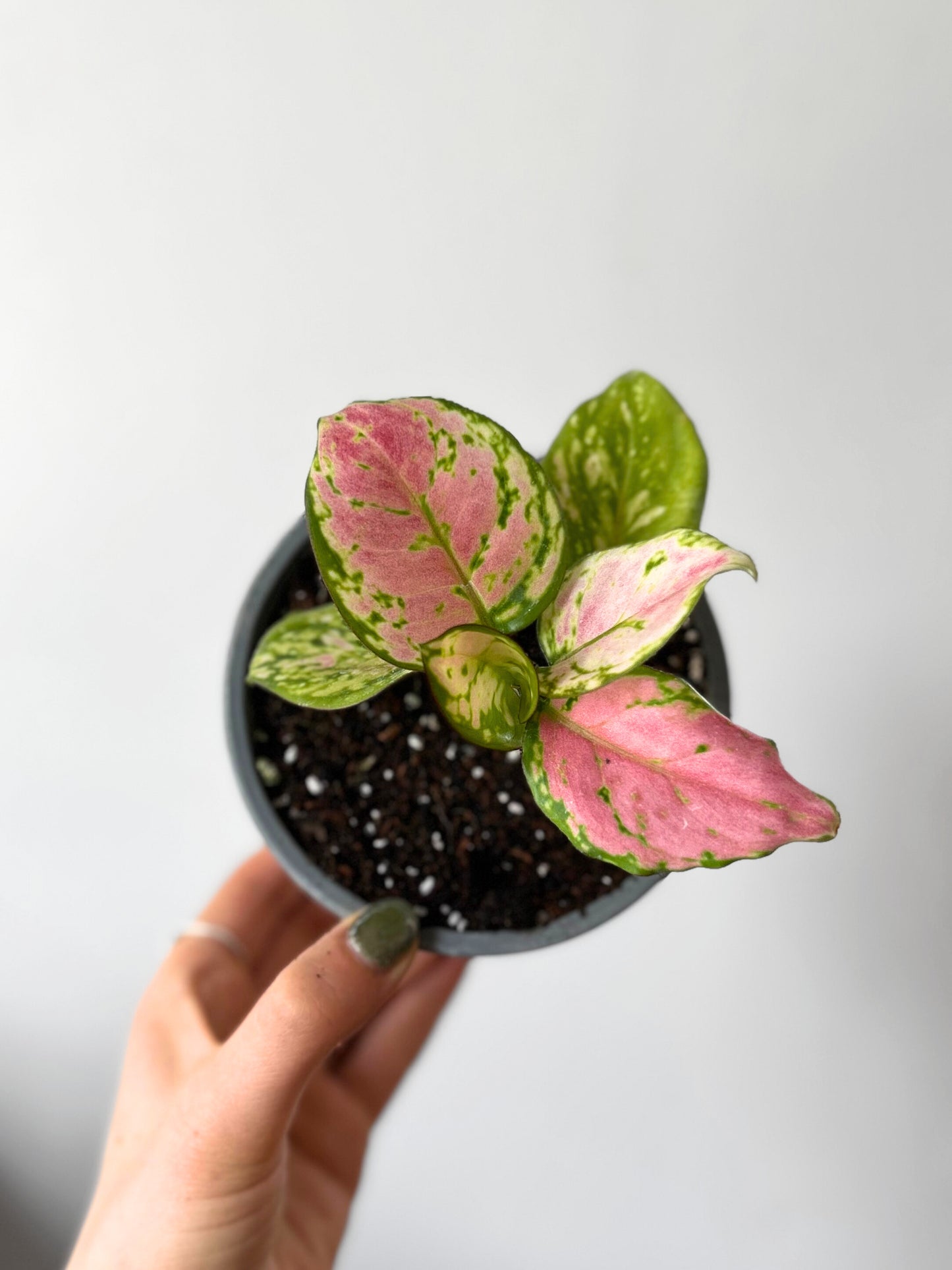 Aglaonema Commutatum Auspicious Red