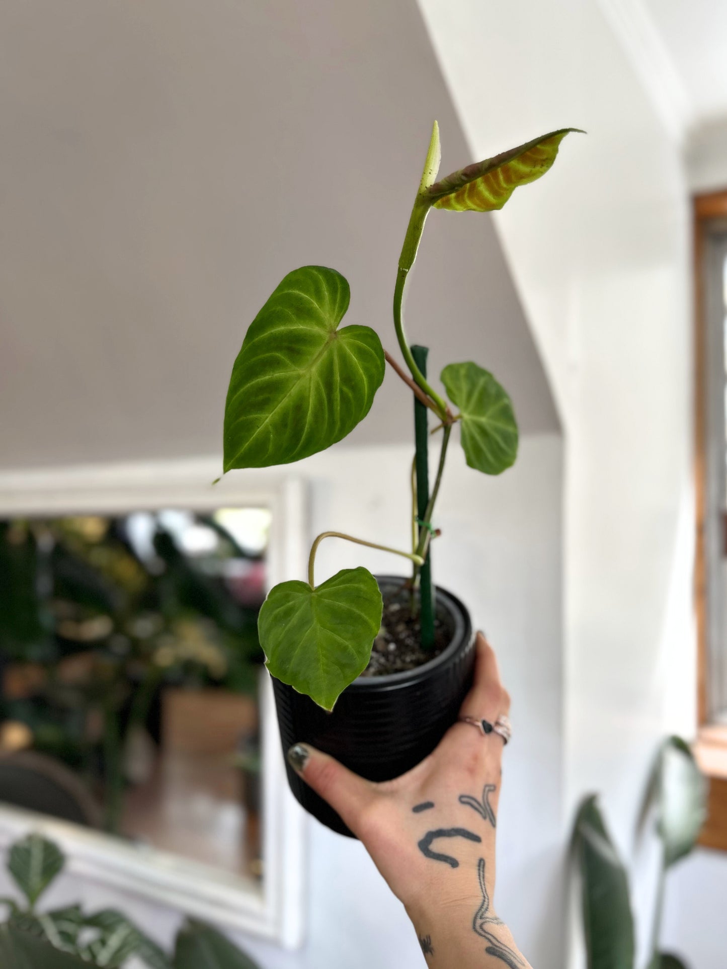 Filodendro Verrucosum