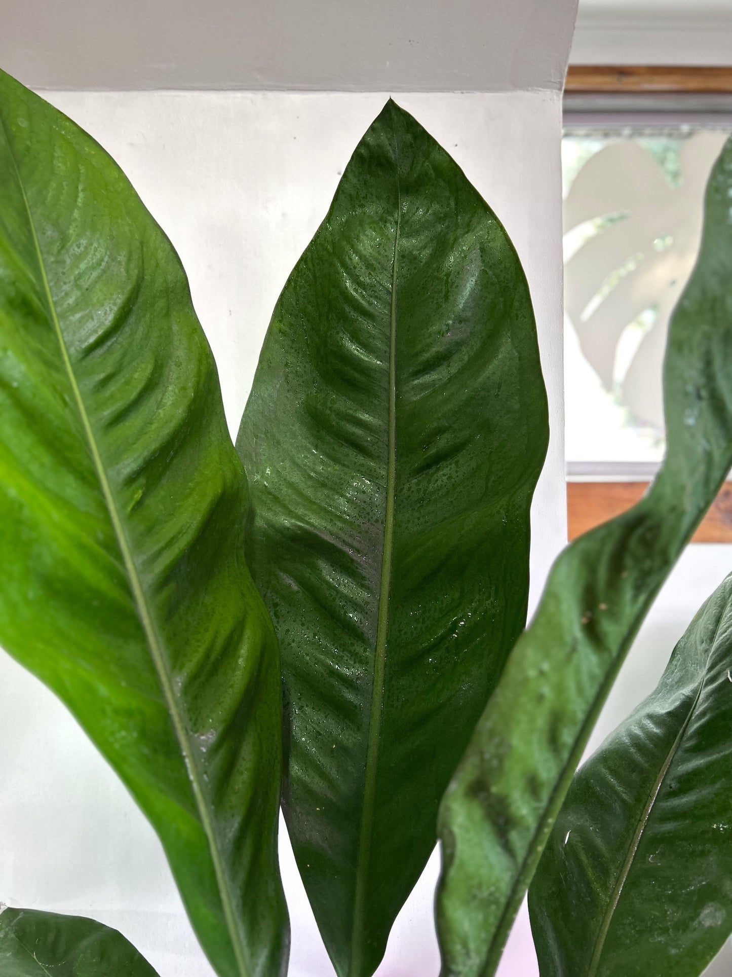 Anthurium Superbum XL