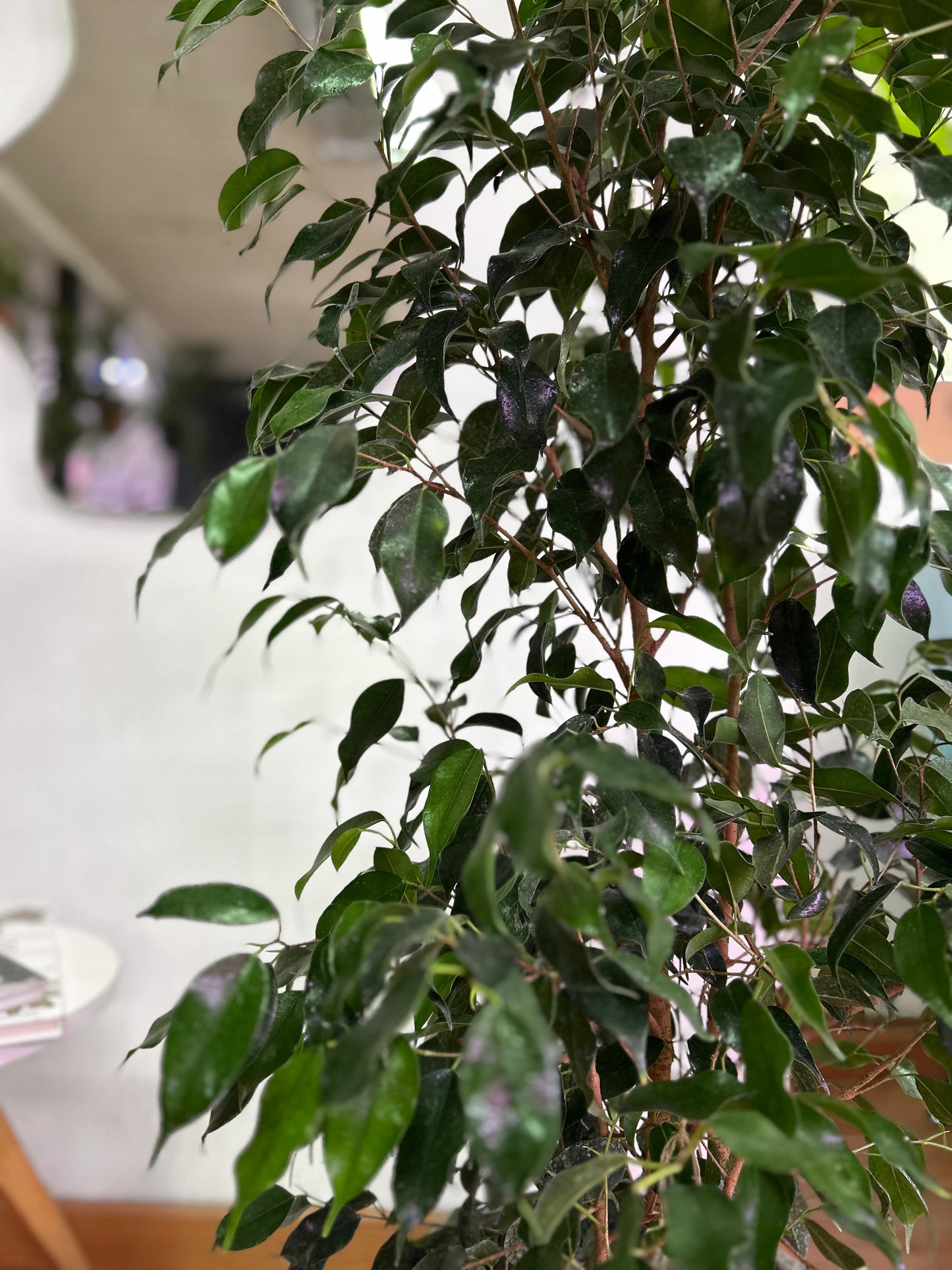 Ficus benjamina L planta elegante con hojas verdes pequeñas y abundantes, ideal para interiores luminosos y decoración natural