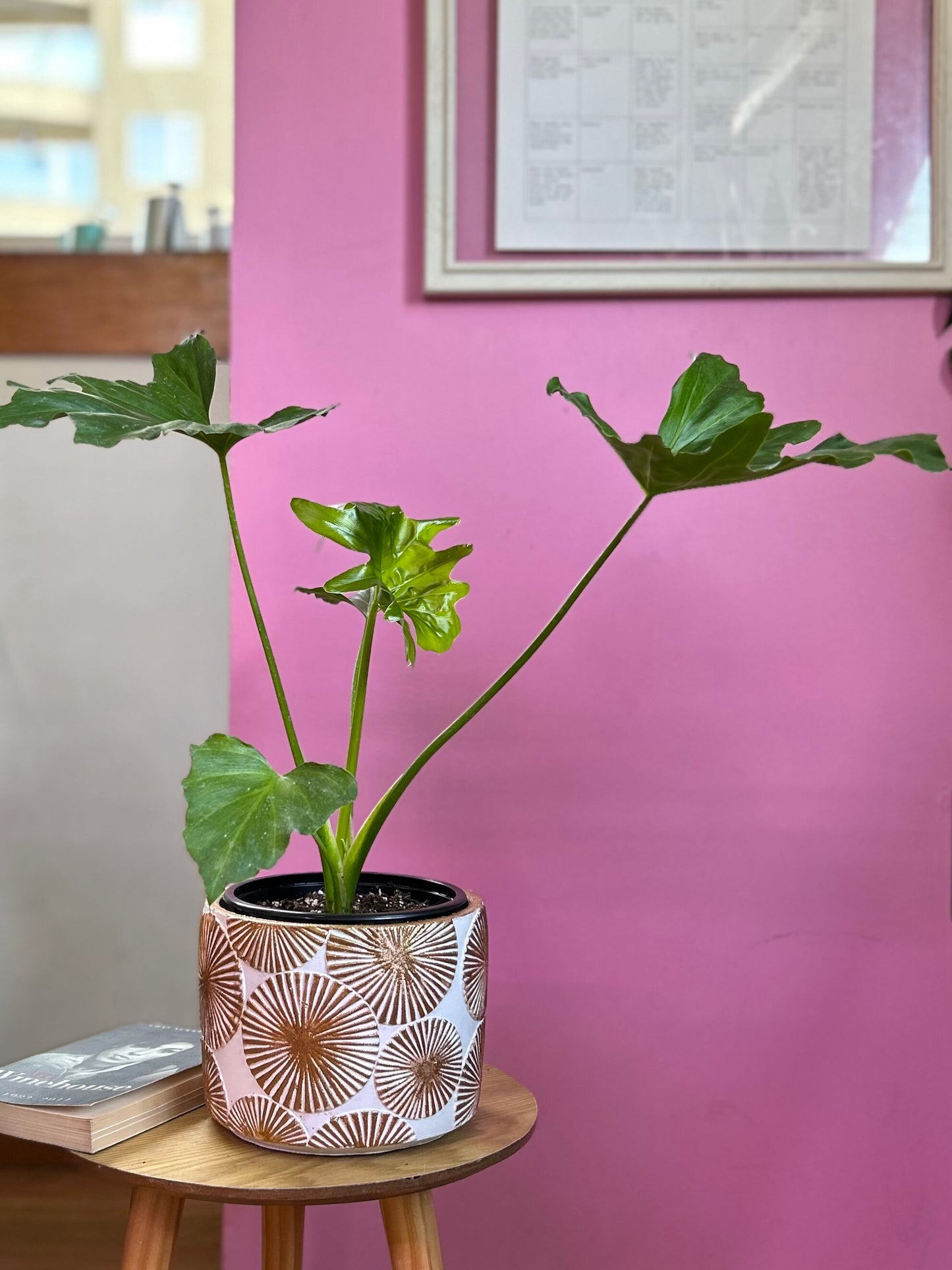 Filodendro Paraguayo con hojas grandes y recortadas de color verde intenso, planta de interior en macetero