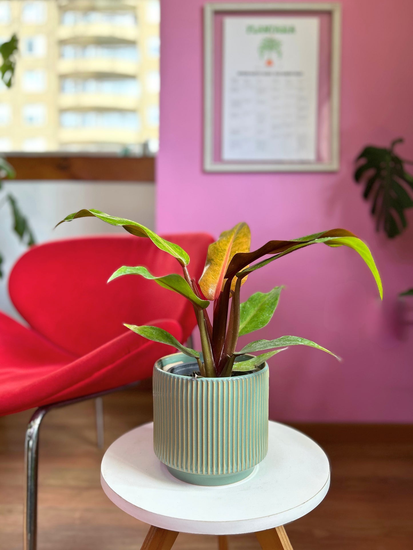 Filodendro Orange Marmalade planta exótica con variegación naranja y verde, ideal para interiores luminosos y decoración moderna