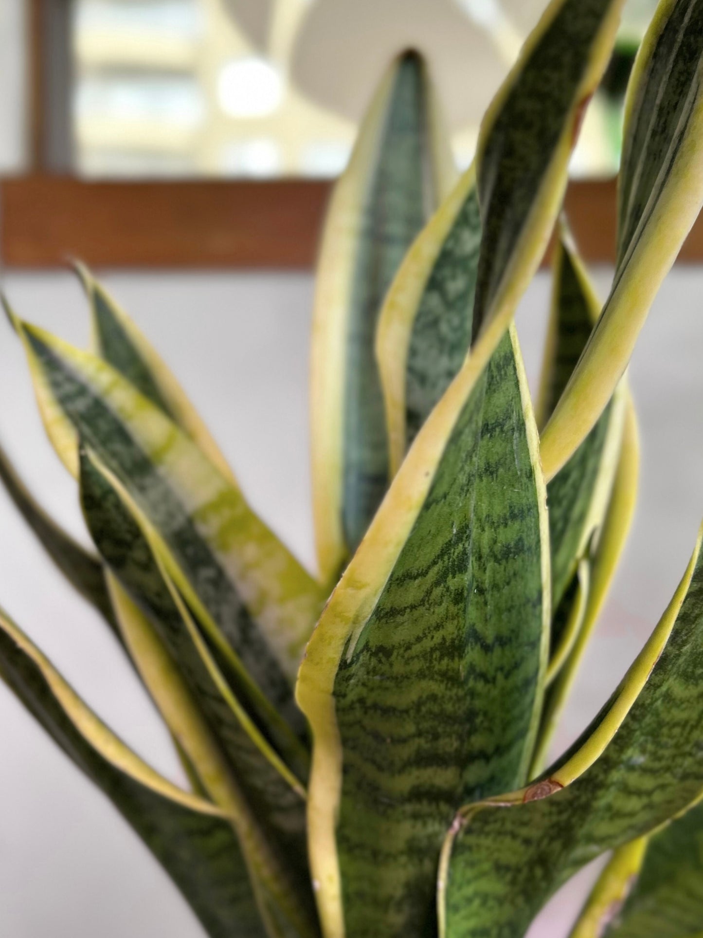 Sansevieria Trifasciata Superba M