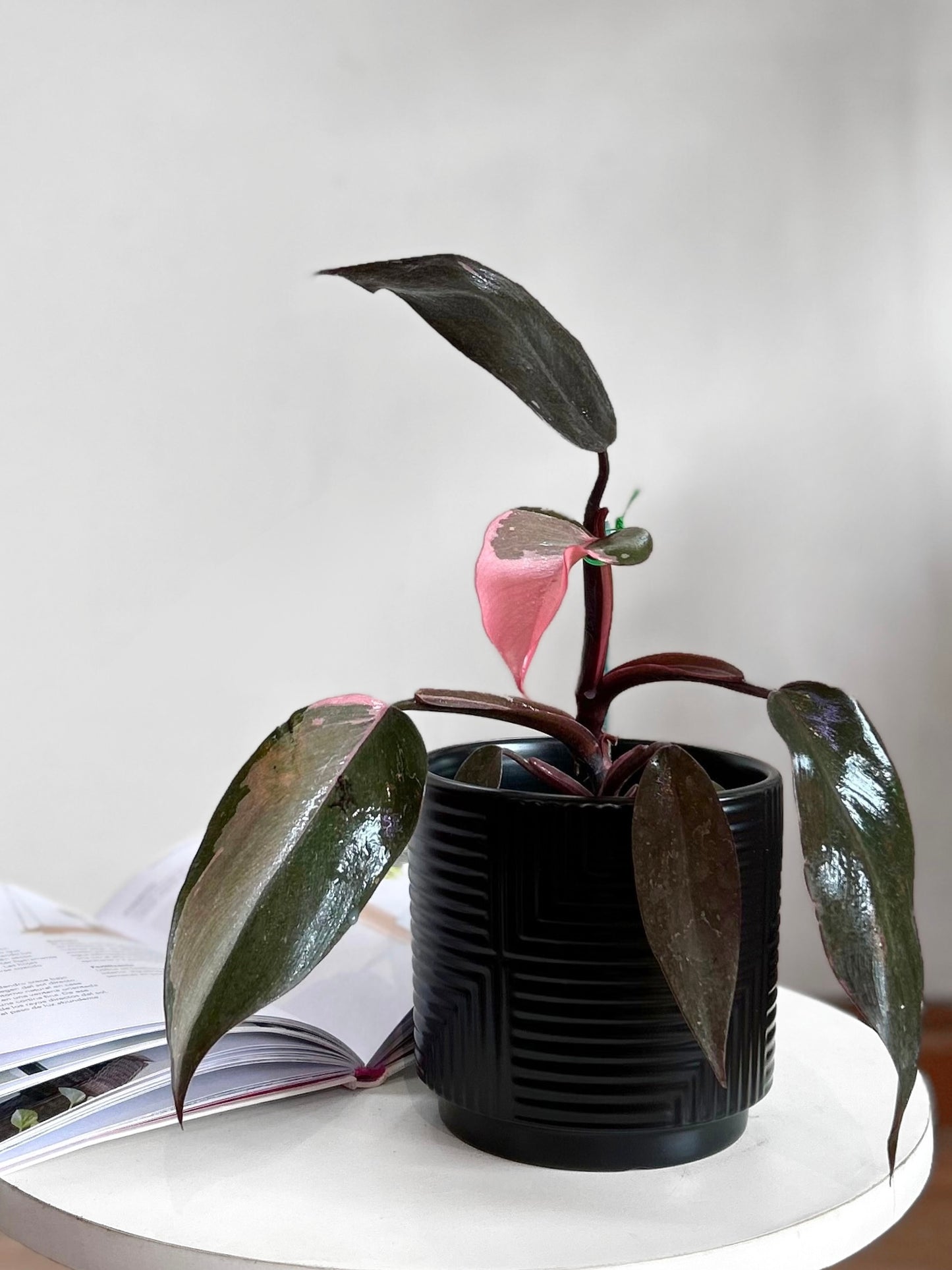 Filodendro Pink Princess
