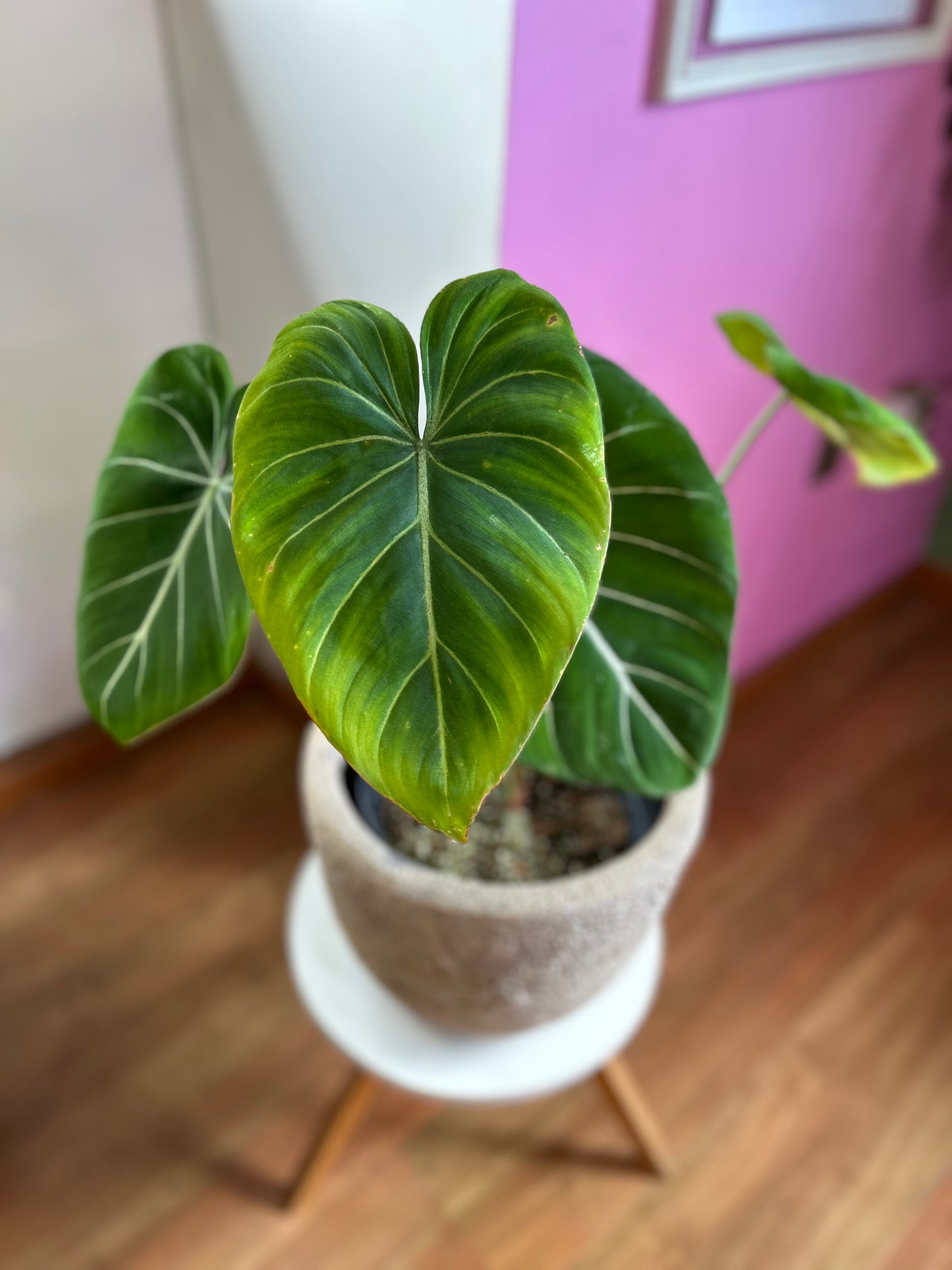 Filodendro Gloriosum Dark Form L