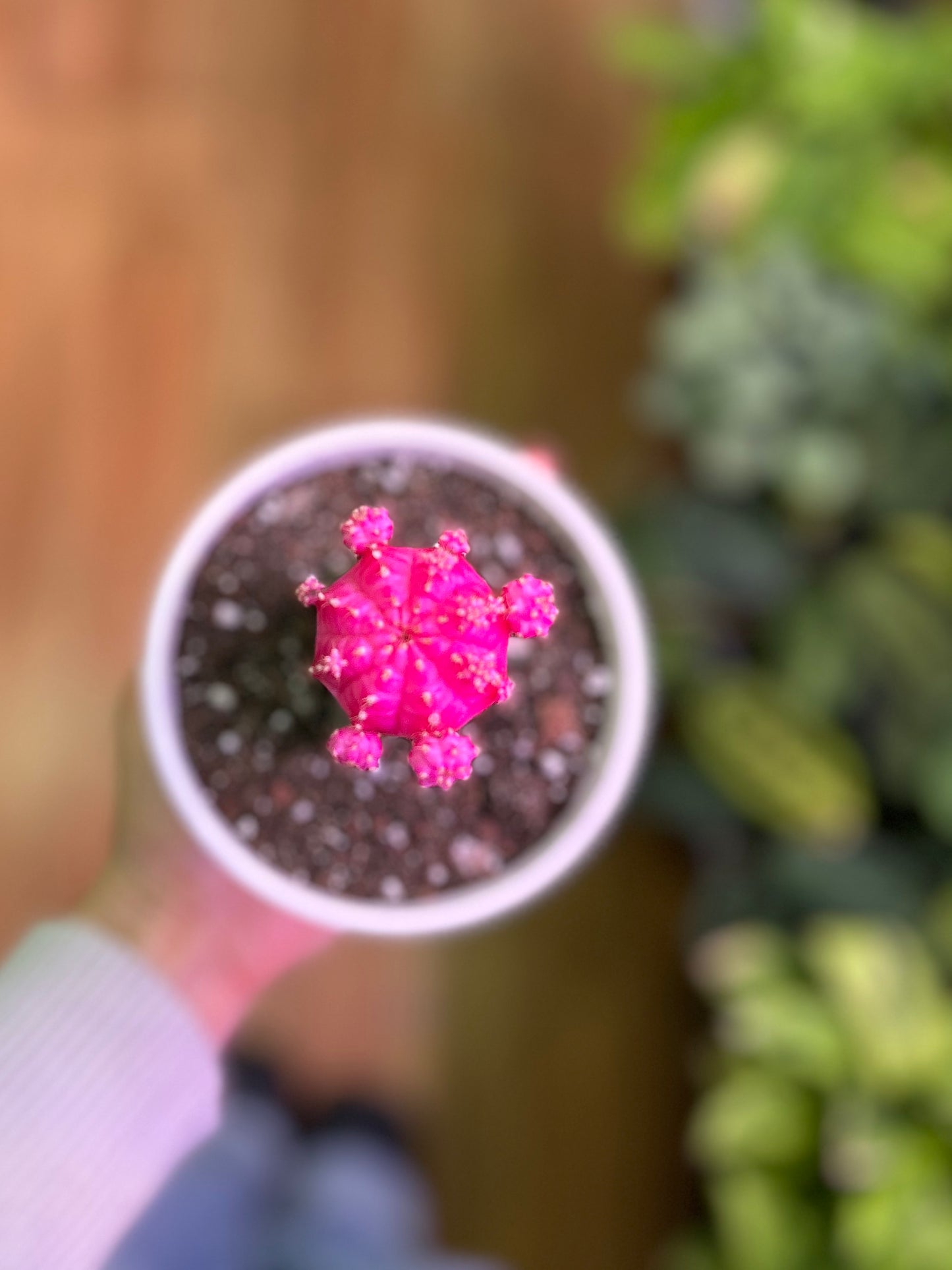 Cactus Injertado Fucsia