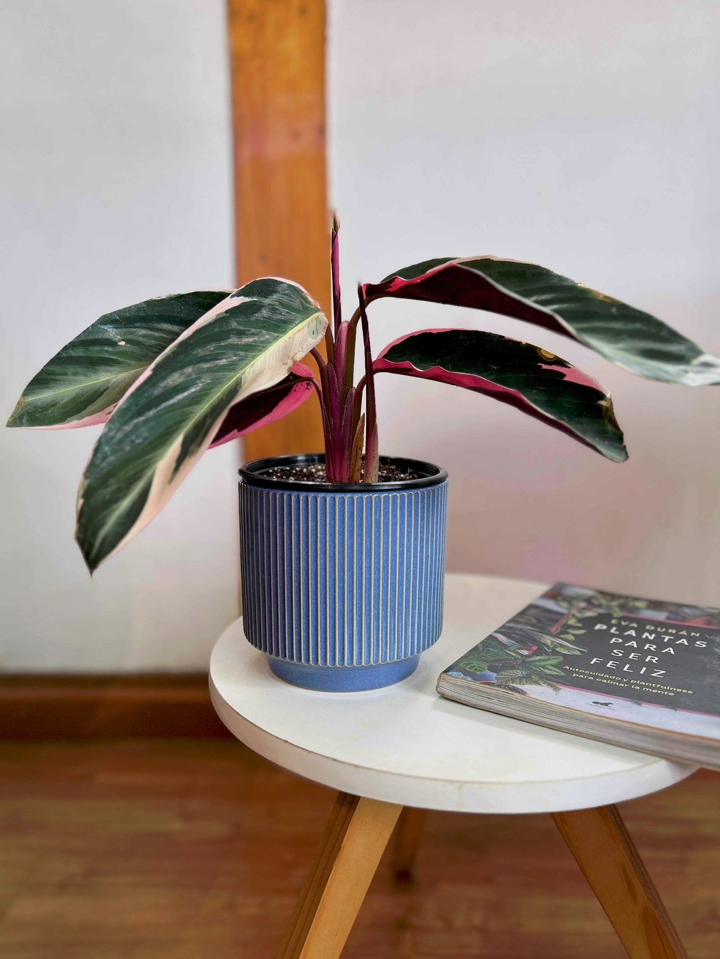 Calathea Triostar o Stromanthe Sanguínea M