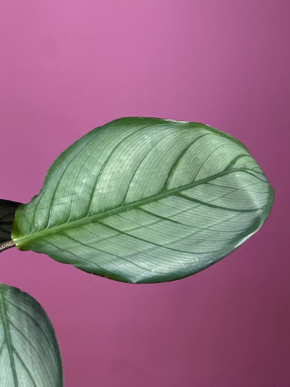 Ctenanthe Setosa Grey Star