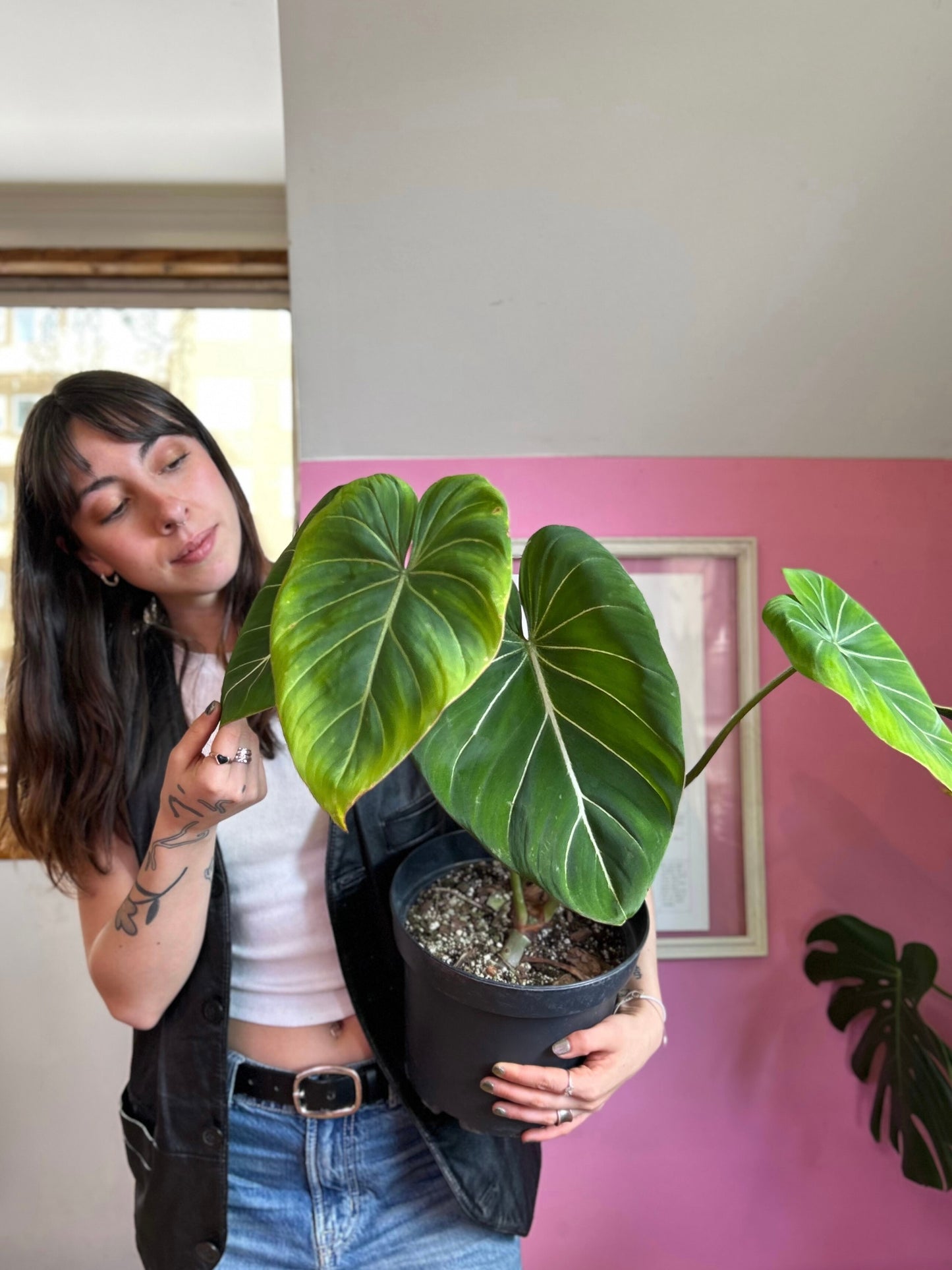 Filodendro Gloriosum Dark Form L