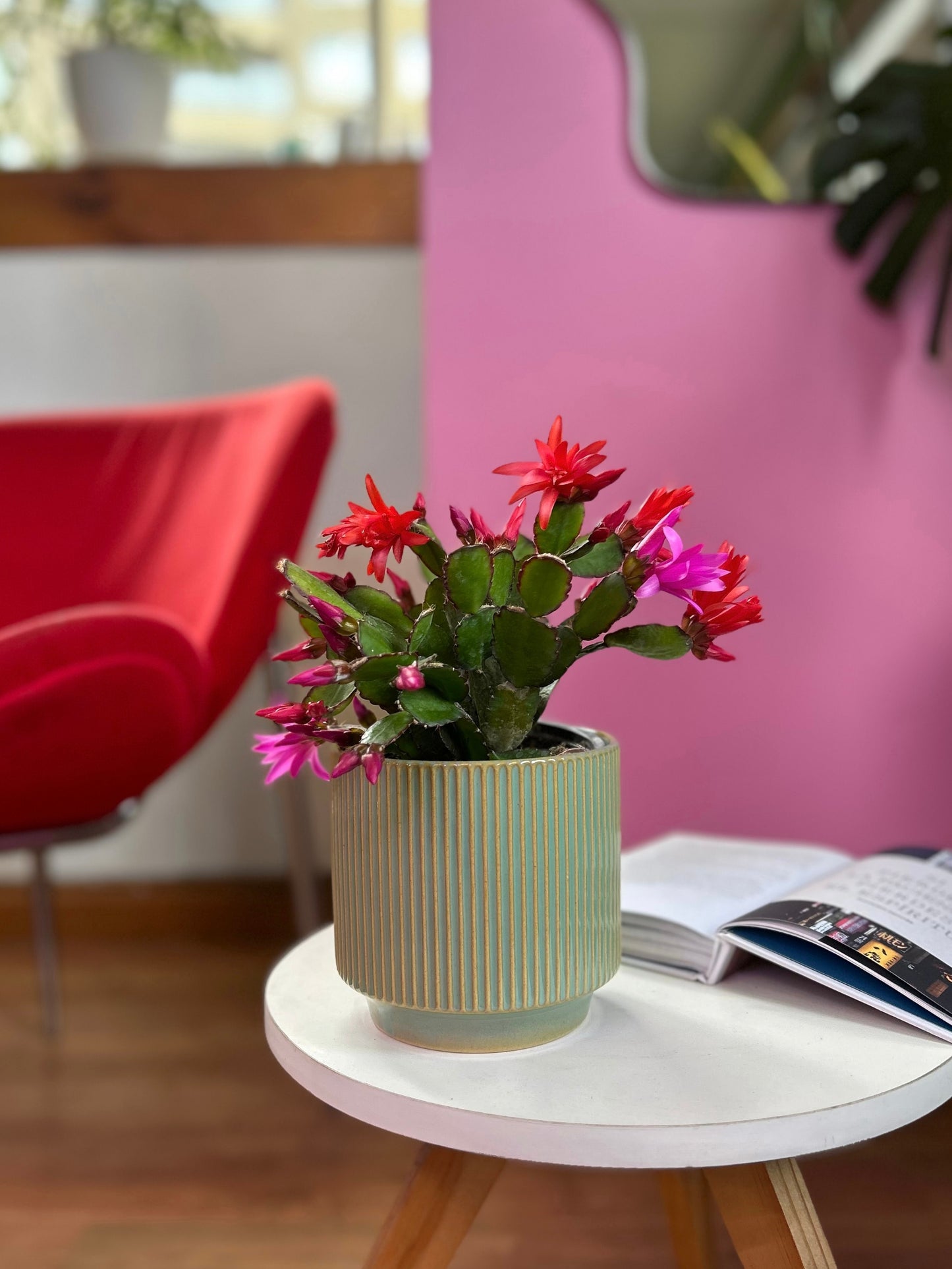 Cactus Schlumbergera o Pata de Jaiba