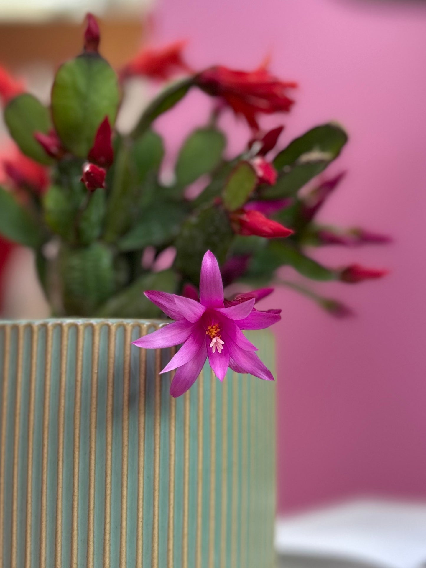 Cactus Schlumbergera o Pata de Jaiba