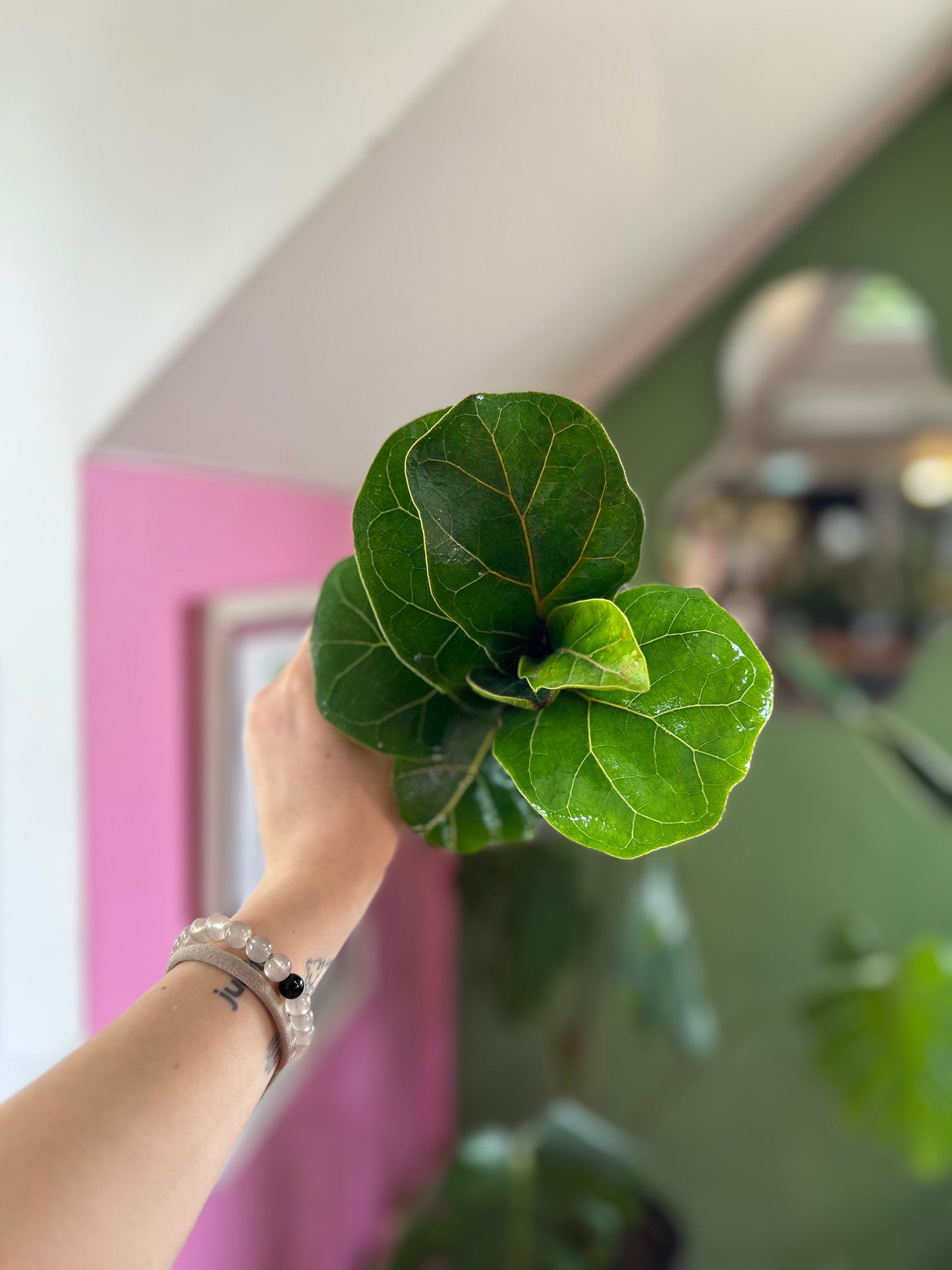 Ficus Lyrata Bambino