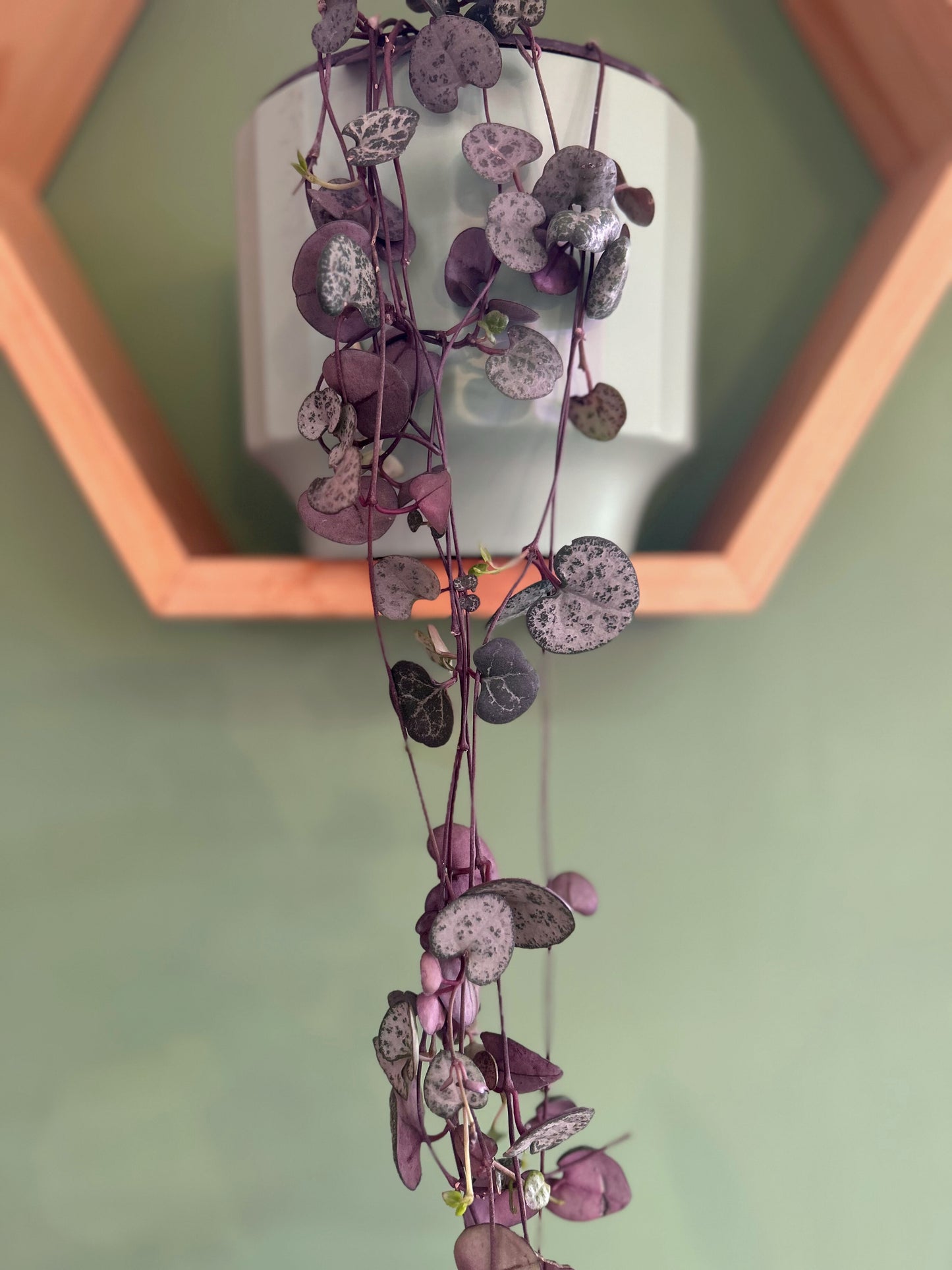 Ceropegia Woodii - Collar De Corazones
